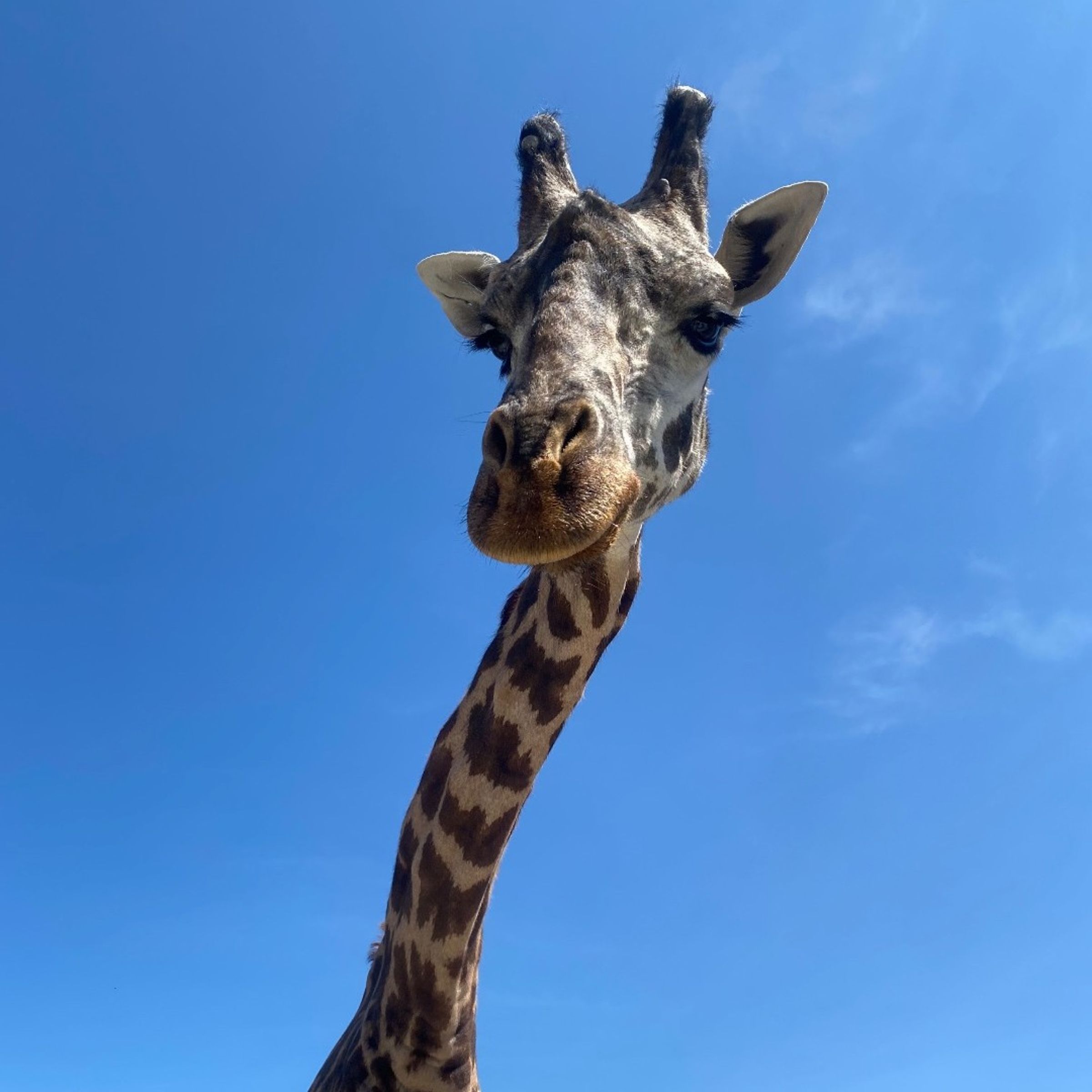 動物園工作人員對Kiko離世感到相當哀傷。(翻攝The Toronto Zoo臉書)
