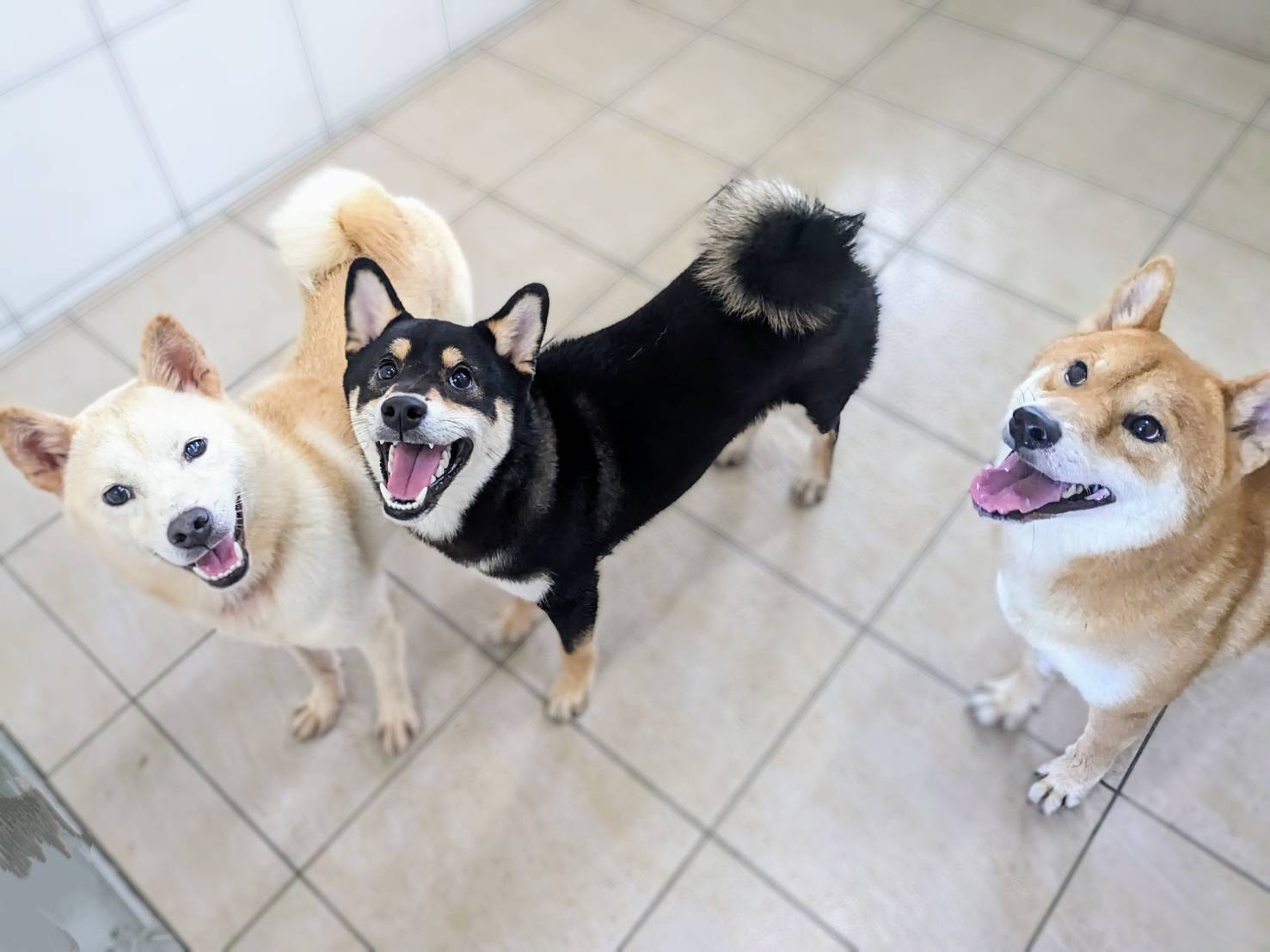 毛孩在收容期間恢復健康與自信。（新竹縣動保所提供）