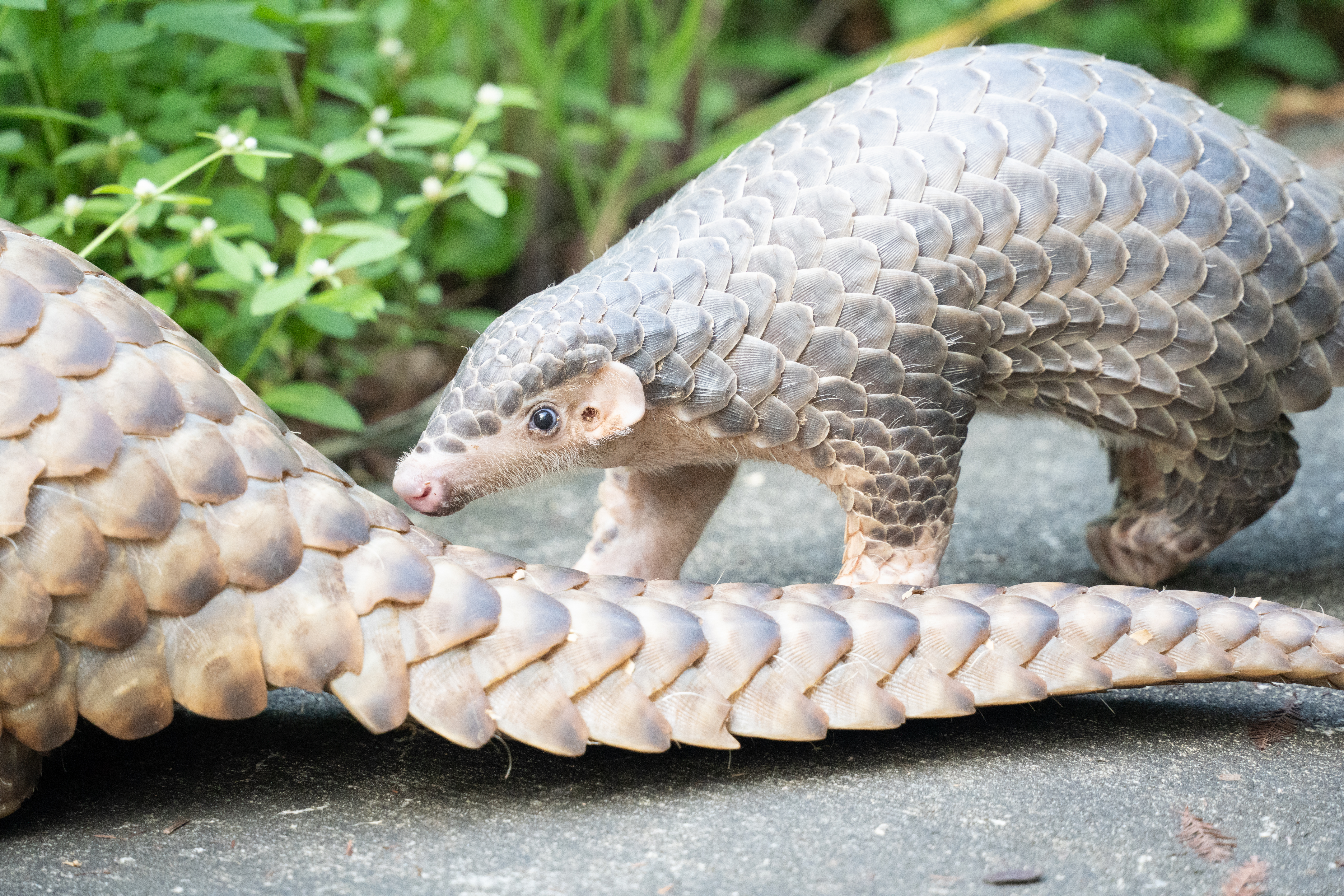 臺北市立動物園照養的瀕危物種穿山甲。（圖／臺北市立動物園）