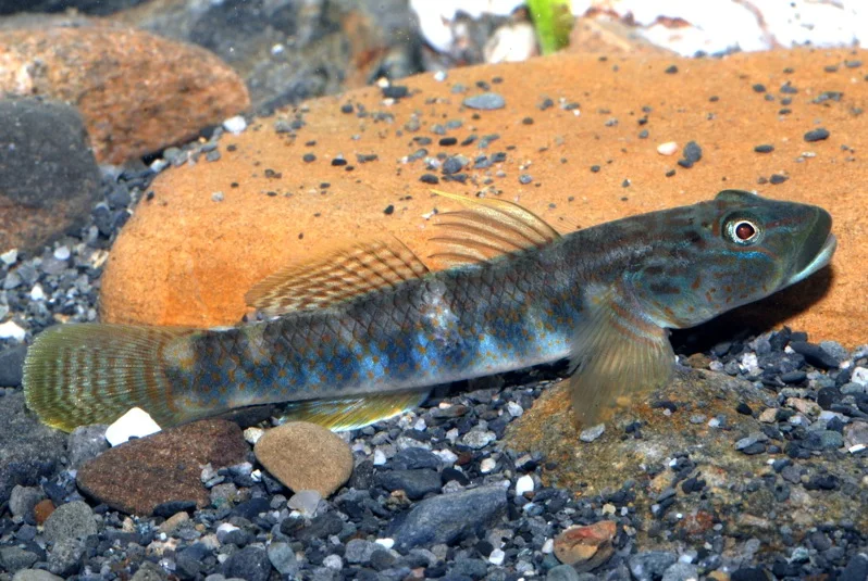 蘭嶼吻鰕虎棲地因溪流整治工程、颱風等因素受威脅，族群數量波動大。（林業及自然保育署提供）