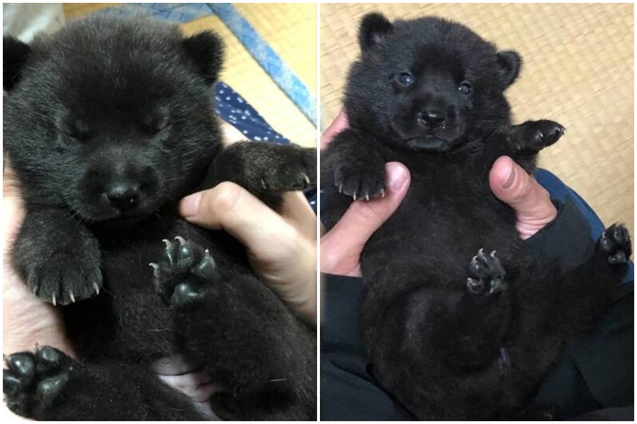 日本一名飼主近日收養一隻黑狗，並在社群X上曬出毛小孩寶寶照片，竟意外吸引過2100多萬人次瀏覽。（翻攝自X）