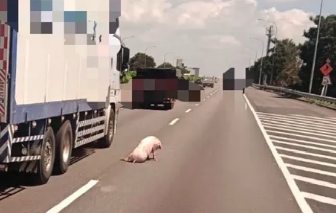 天外飛來一隻豬？國道出現小豬豬驚慌失措癱坐在原地。（翻攝畫面）