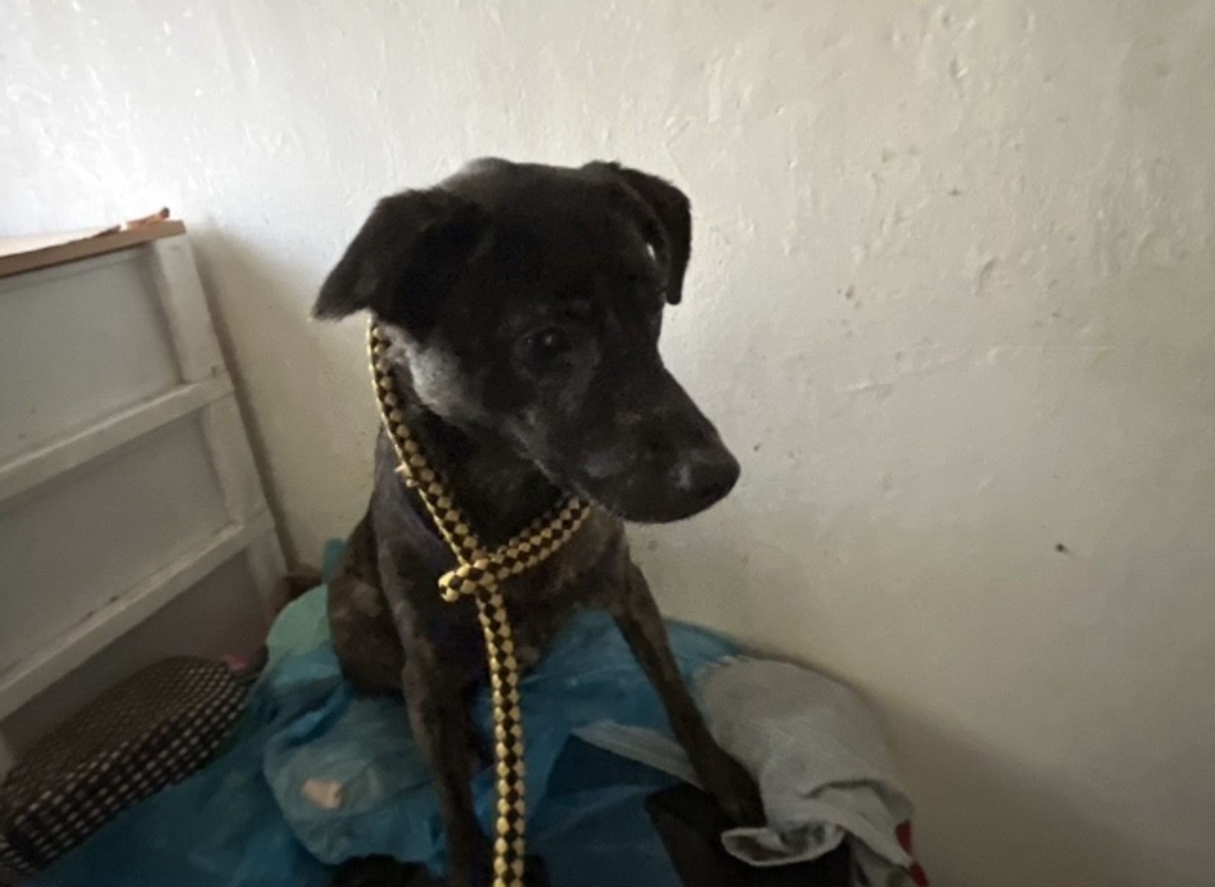 信義區飼主遭斷水電棄養犬貓,動保處現場發現「貓屍遺骨」。(取自台北動保處官網)