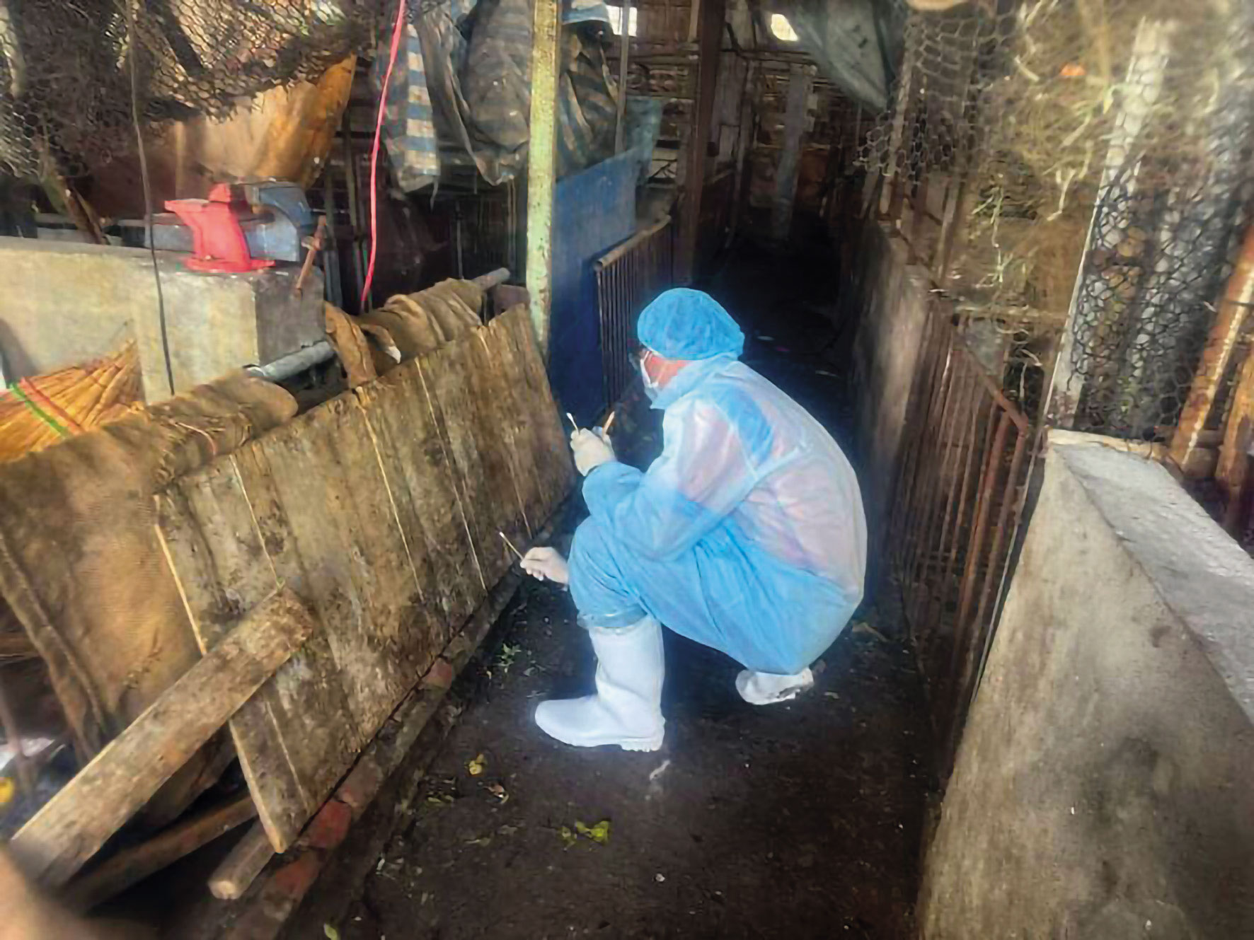 經台中市府清消後，中央災害應變中心2次採檢，仍檢測到非洲豬瘟病毒株，現場環境清潔程度極差。（農業部提供）