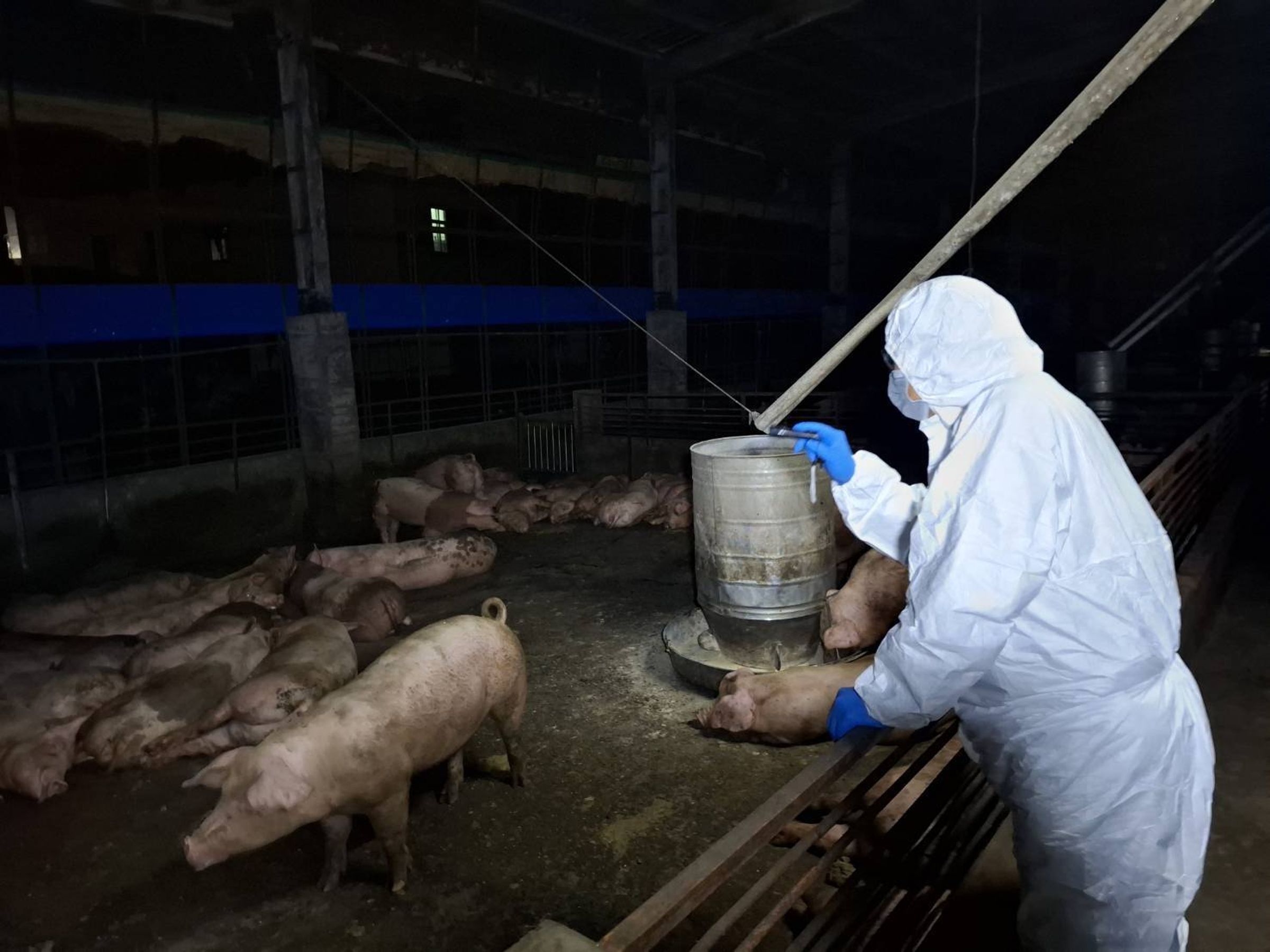 台中梧棲養豬場爆發非洲豬瘟,農業局指出為豬隻開藥診治的並非有執照的獸醫師,涉嫌違反獸醫師法。(台中市政府提供)