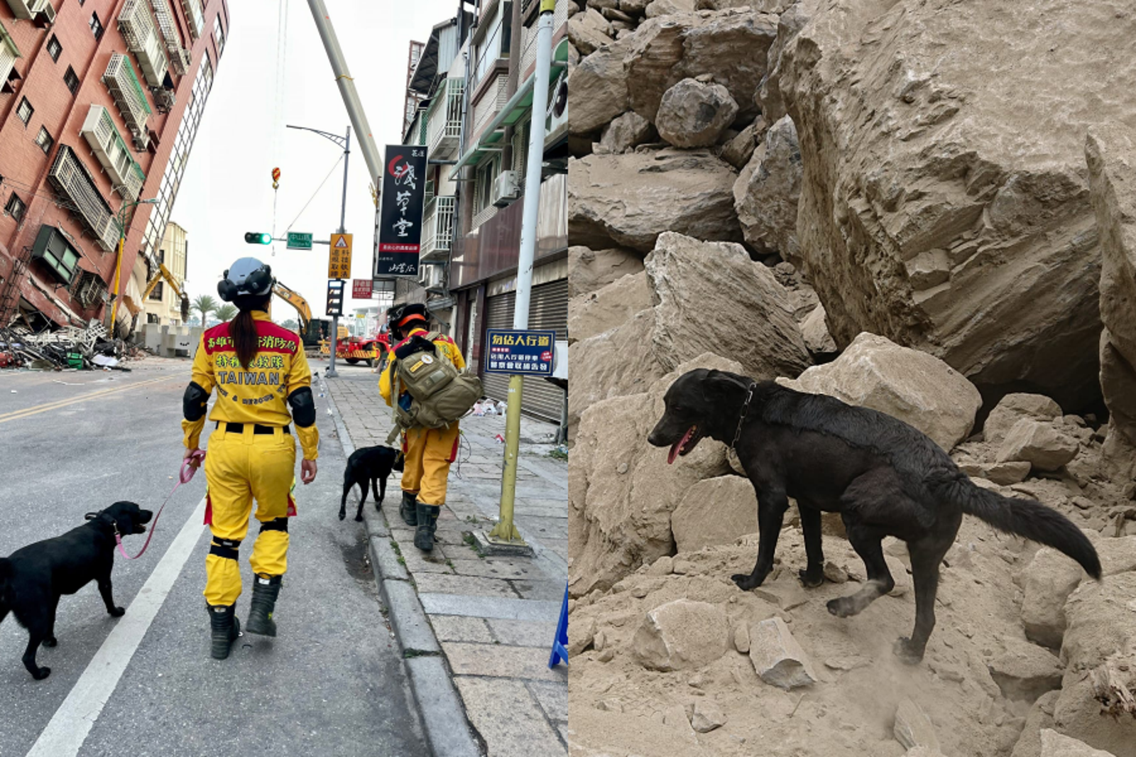 來自各縣市的搜救犬們，齊聚在花蓮為地震搜救努力工作。（圖／翻攝自社團法人台灣偵搜犬協會臉書）