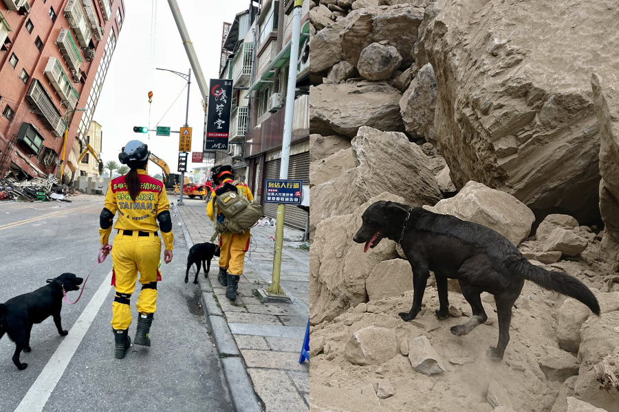 來自各縣市的搜救犬們,齊聚在花蓮為地震搜救努力工作。(翻攝自社團法人台灣偵搜犬協會臉書)
