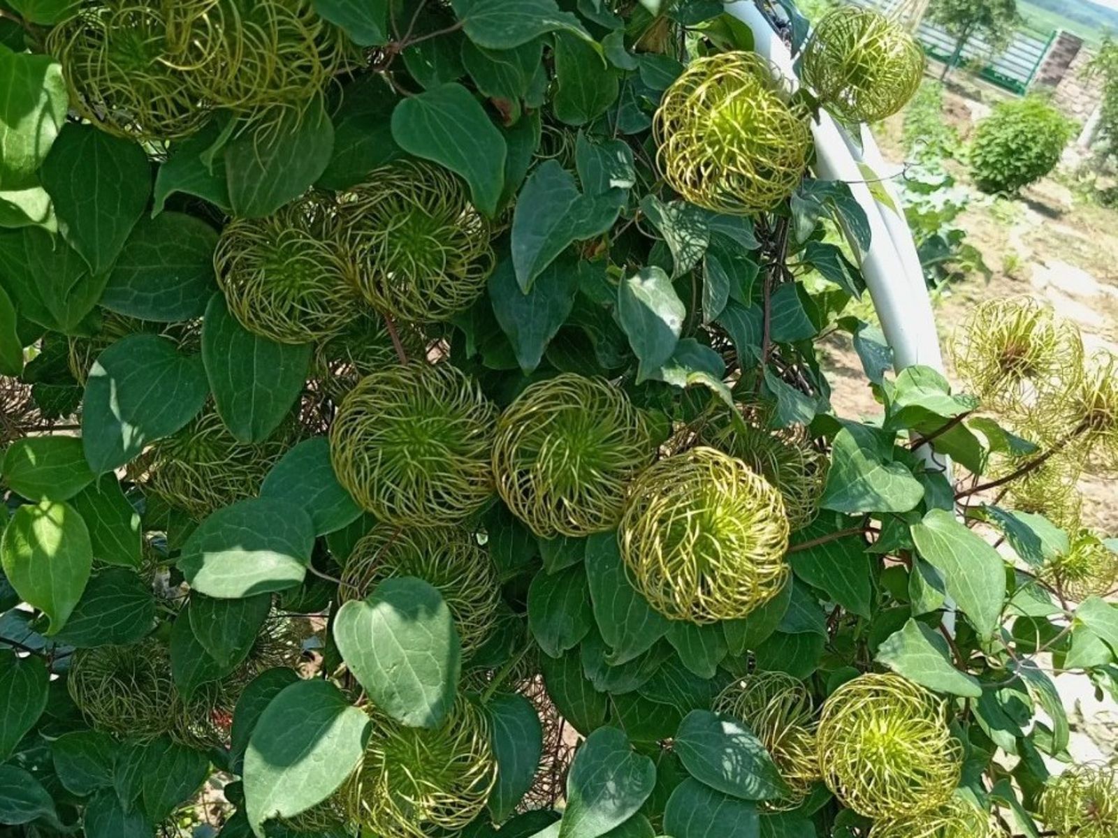 一顆顆「綠色毛線球」掛滿樹! 網瘋問:這是什麼植物?