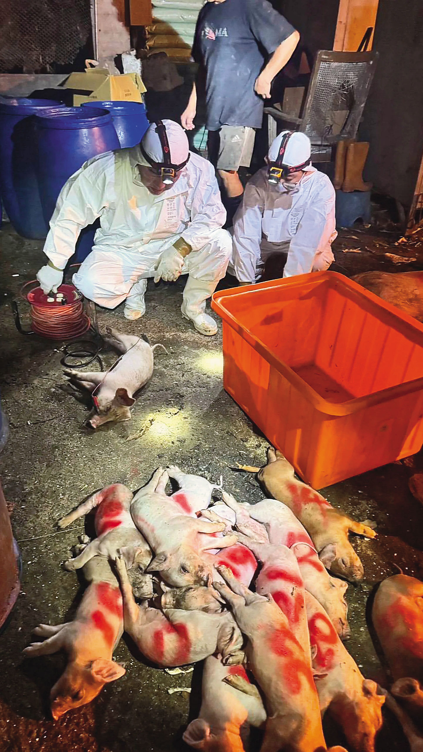 台中梧棲一處養豬場爆非洲豬瘟，感染的豬隻已遭撲殺，並緊急消毒。（農業部提供）