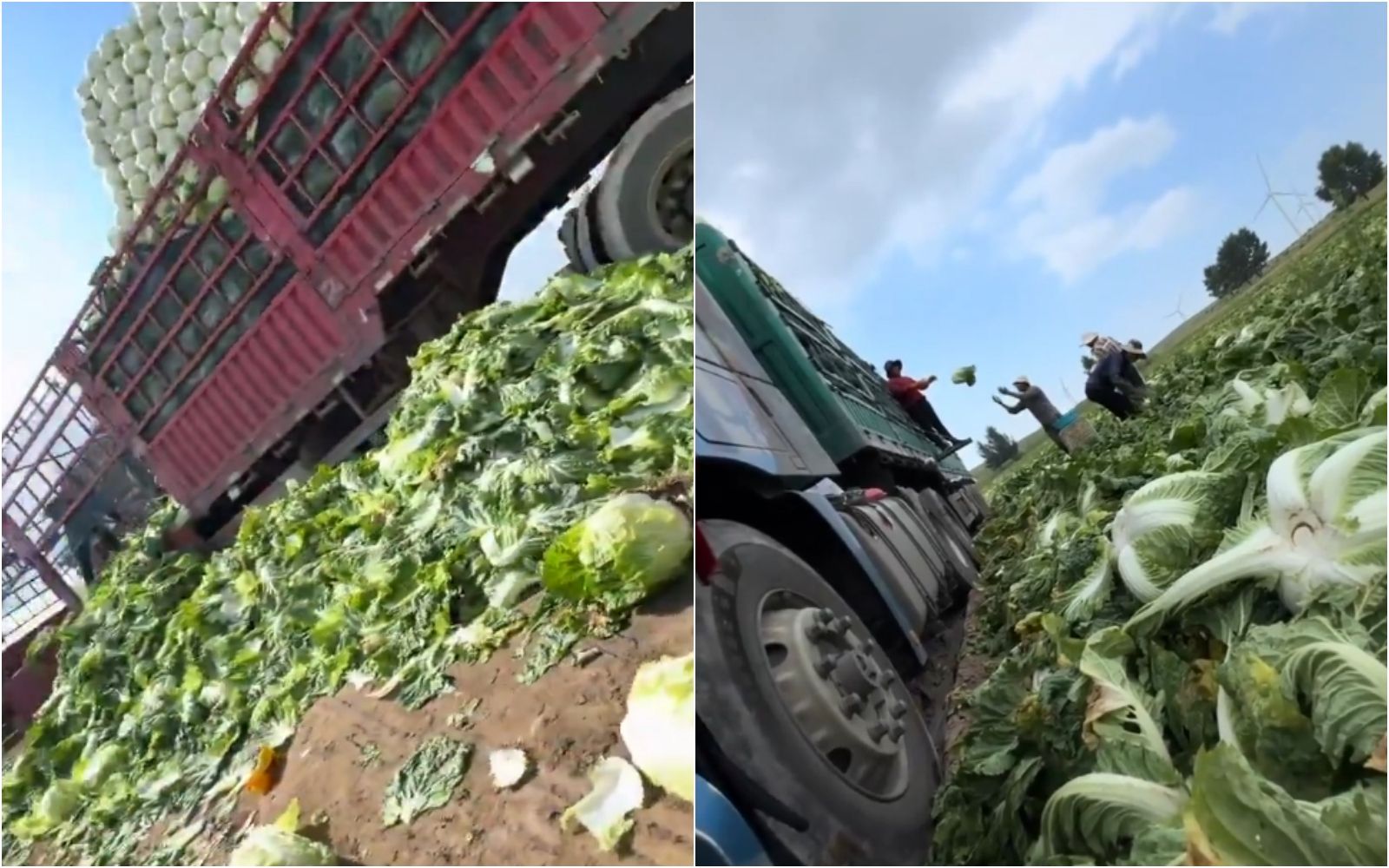 河北驚爆「甲醛白菜」整車載!中共官方急出手 食藥署:台灣本來就不准輸入