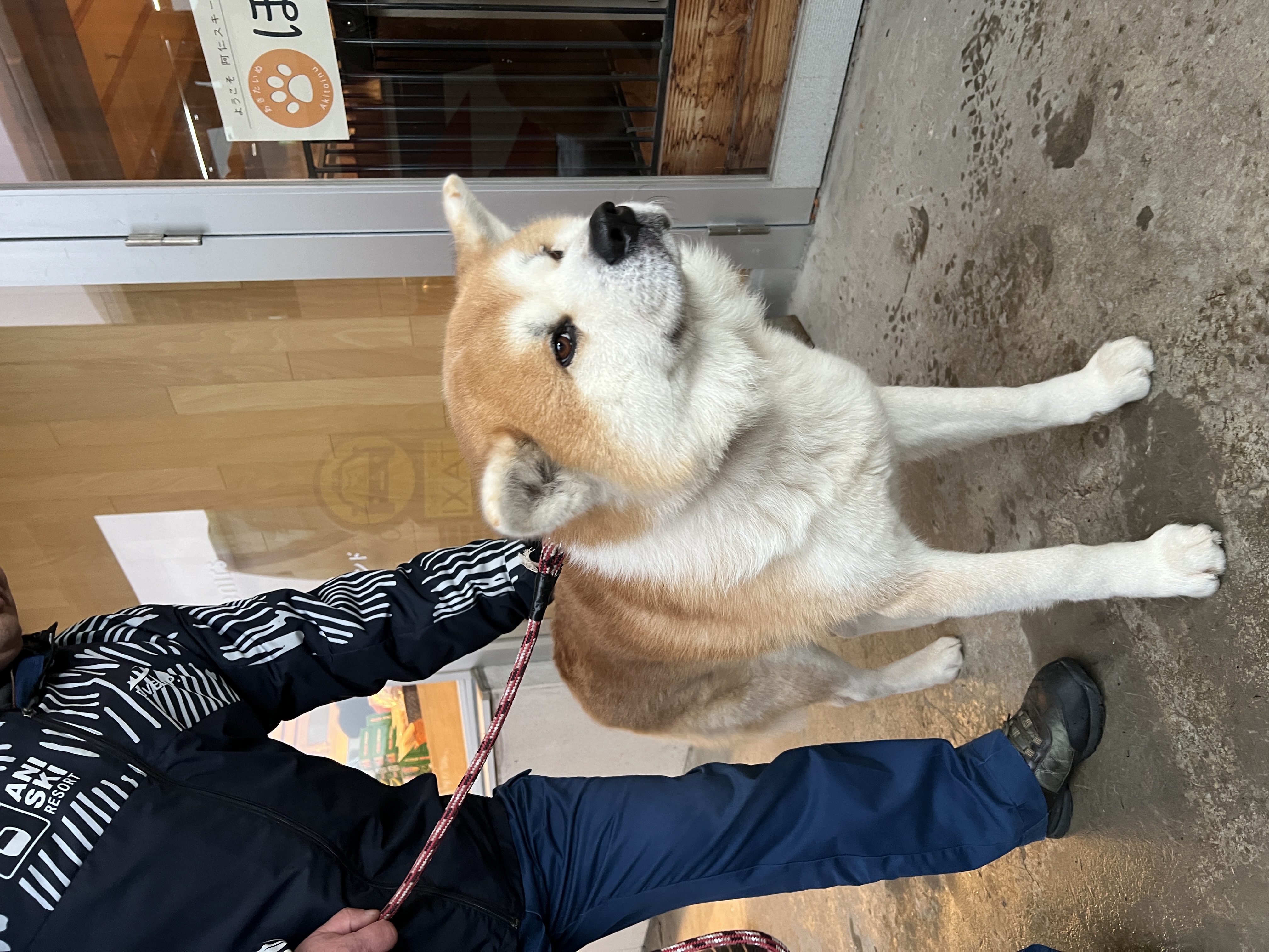 今年6歲的北斗是個眉目溫馴的小男生。