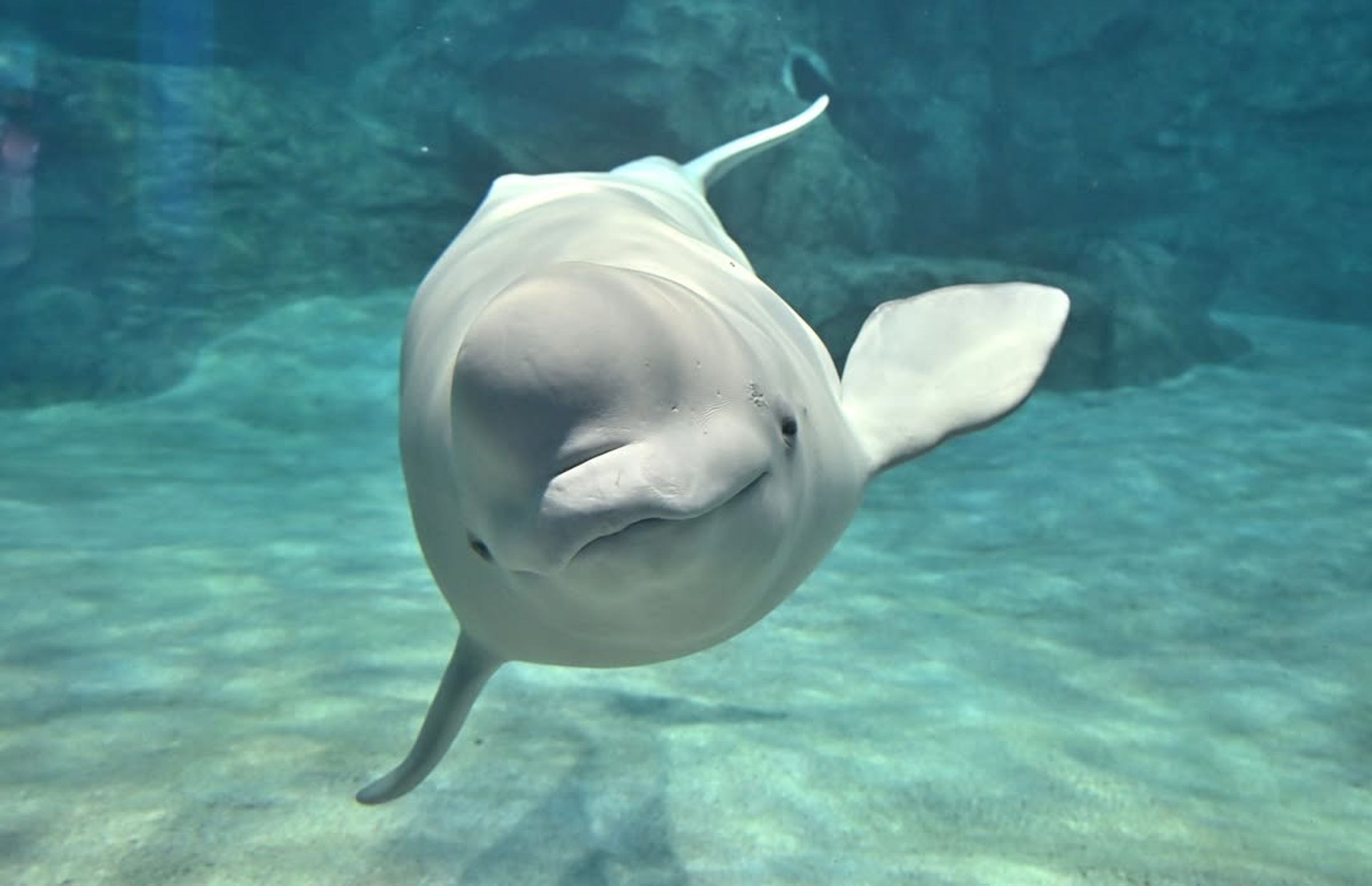 名古屋港水族館館內人氣明星白鯨「娜娜 (ナナ)」懷孕了。(翻攝自名古屋港水族館)