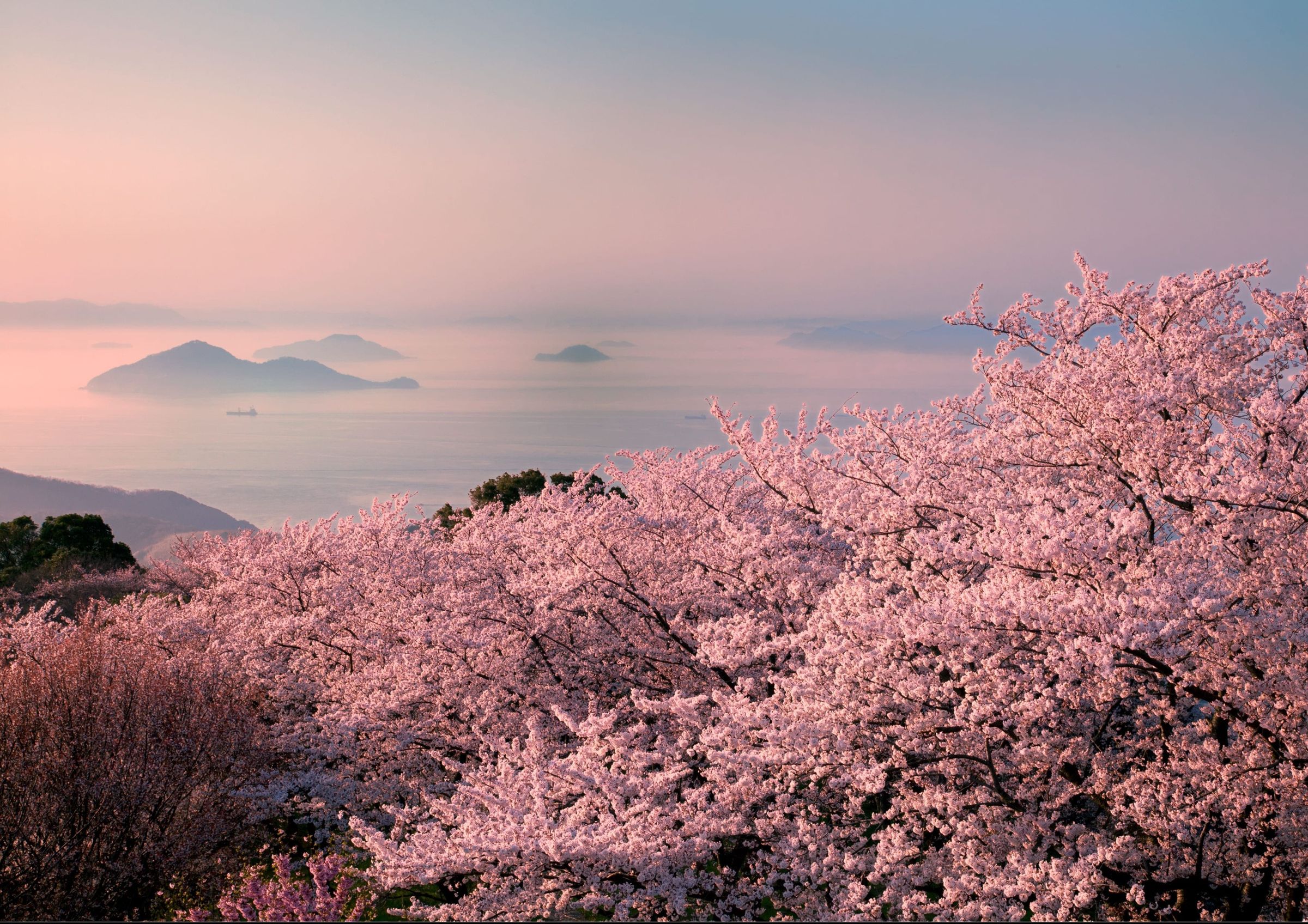 日本二線城市成旅日趨勢，四國躍昇聲量成長第二名，其中紫雲出山被譽為一生必訪的櫻花絕景。（業者提供）