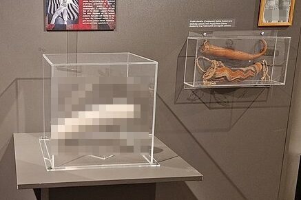 馬特的巨根大到，被製成模型放在冰島某個博物館展出。（翻攝自維基百科）