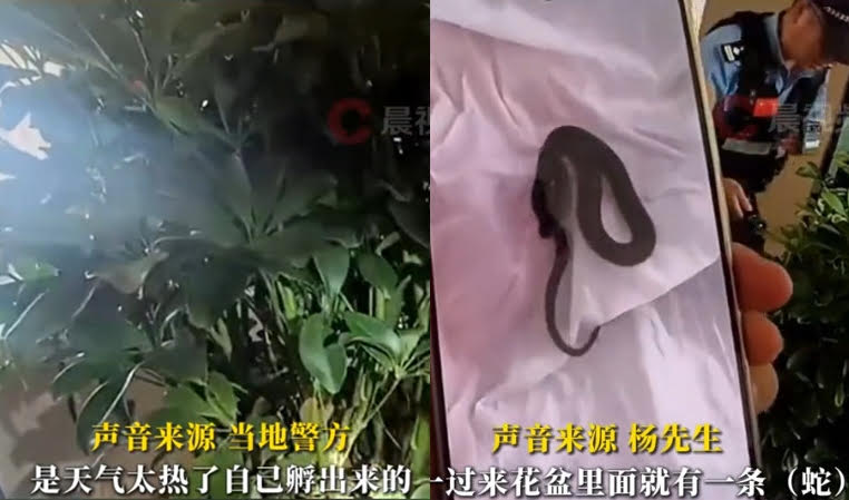 昆明一對夫妻網購盆栽，沒想到外出旅遊一週後回家，竟然發現家中有一堆小蛇。（翻攝微博）
