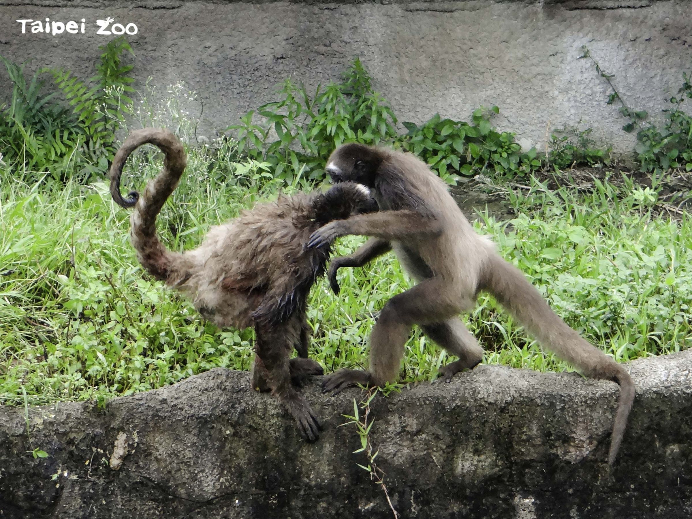棕蜘蛛猴平時就喜歡打鬧。(台北市立動物園提供)
