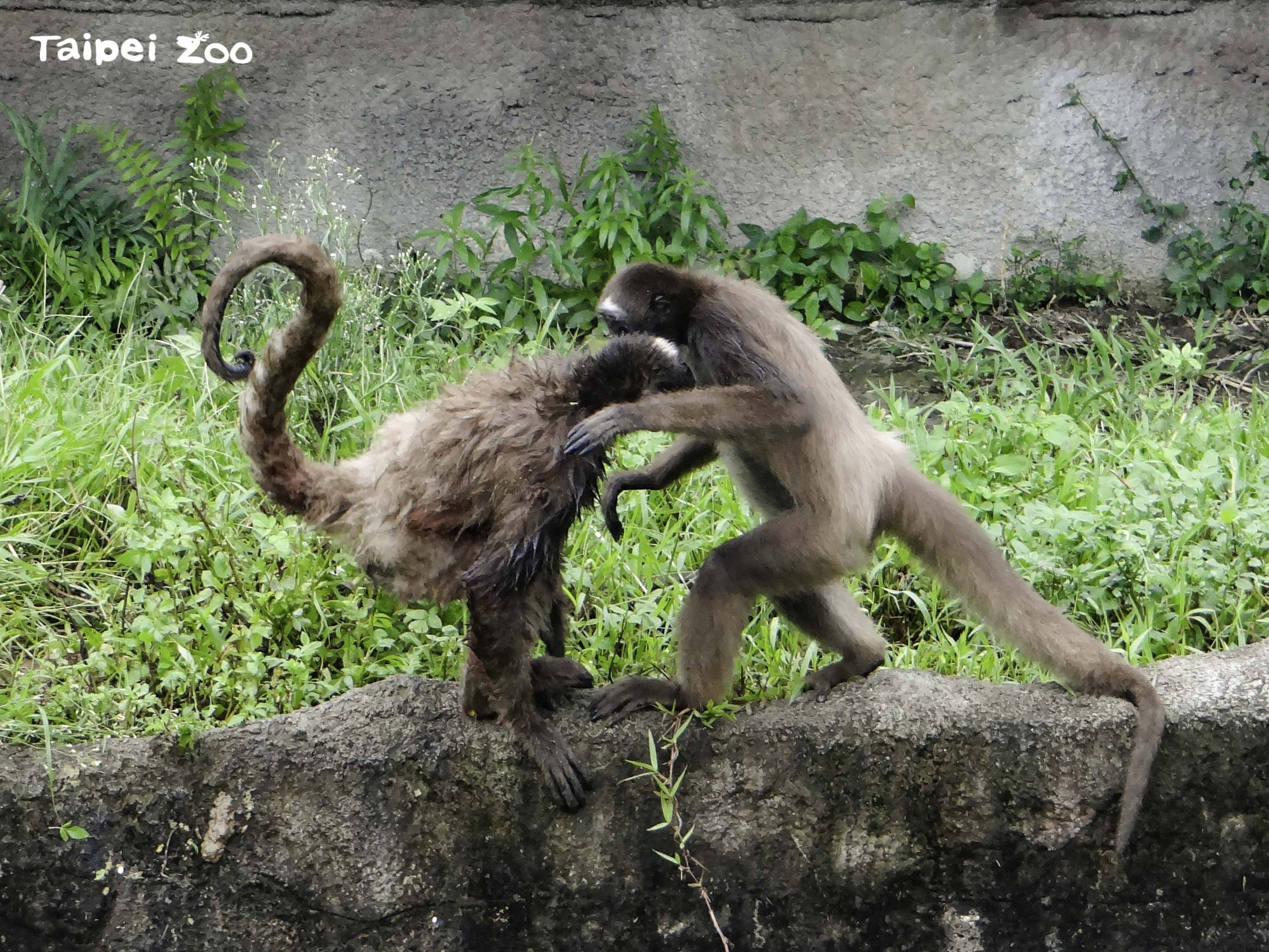 棕蜘蛛猴平時就喜歡打鬧。(台北市立動物園提供)