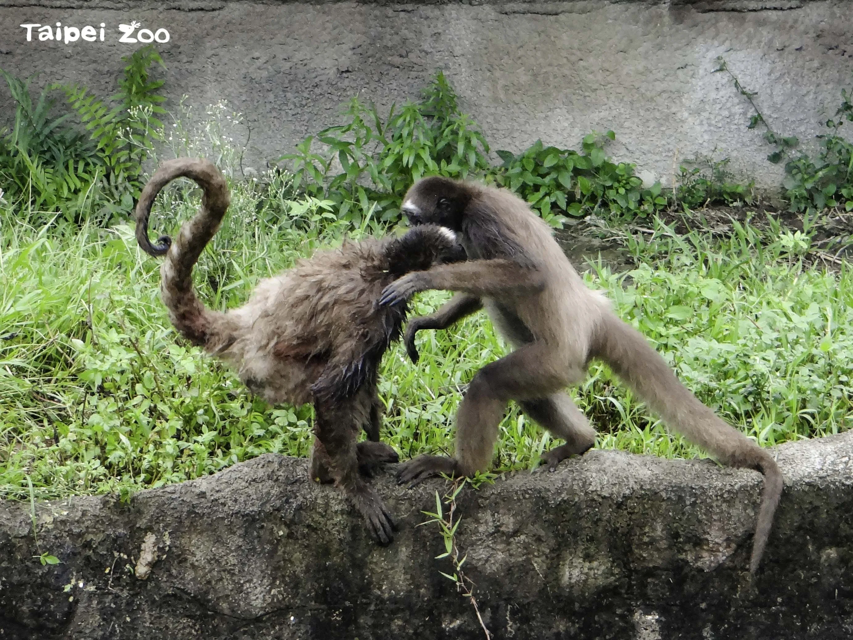 棕蜘蛛猴平時就喜歡打鬧。（台北市立動物園提供）