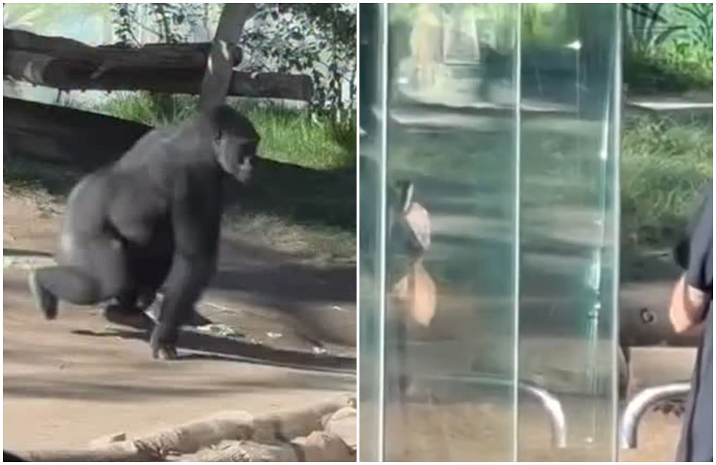大猩猩丹尼忽然衝撞動物園玻璃，玻璃被撞破，裂痕怵目驚心。（翻攝cbs8 IG）