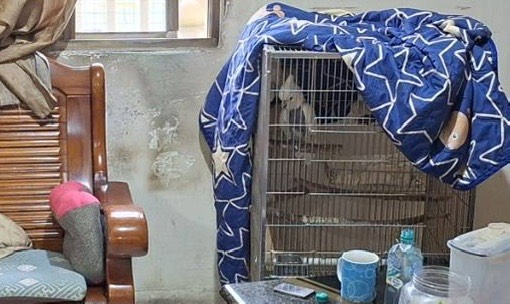 為了鸚鵡全家吵翻!男子怒拿水瓶揮傷妻 警急衝現場逮人