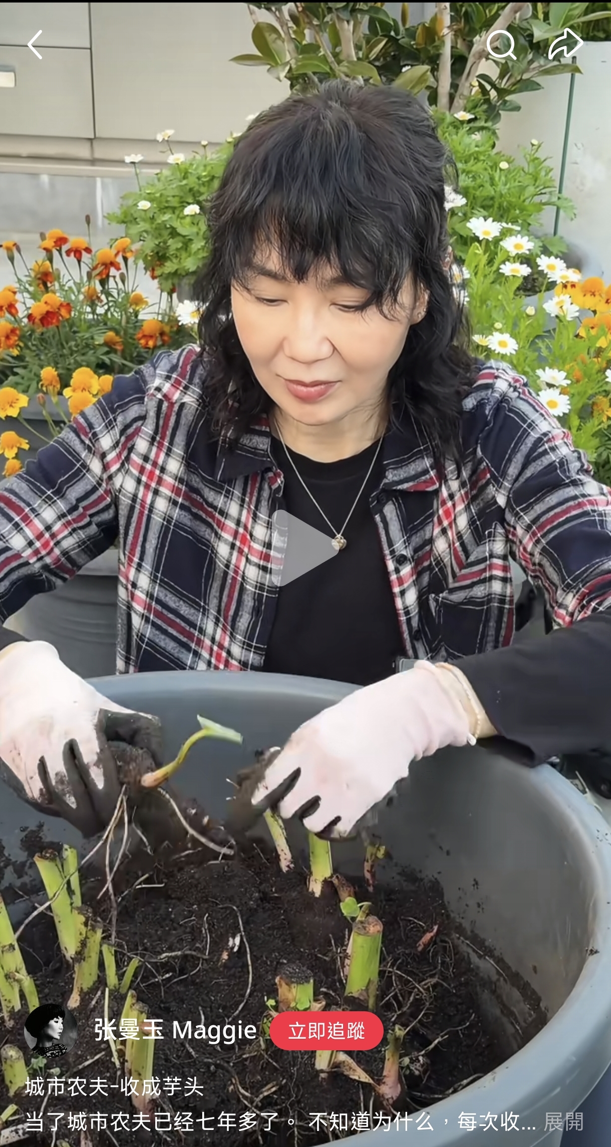 因為芋頭生長在桶子裡,空間狹窄,張曼玉挖的時候也很小心不要挖爛了。(翻攝張曼玉小紅書)