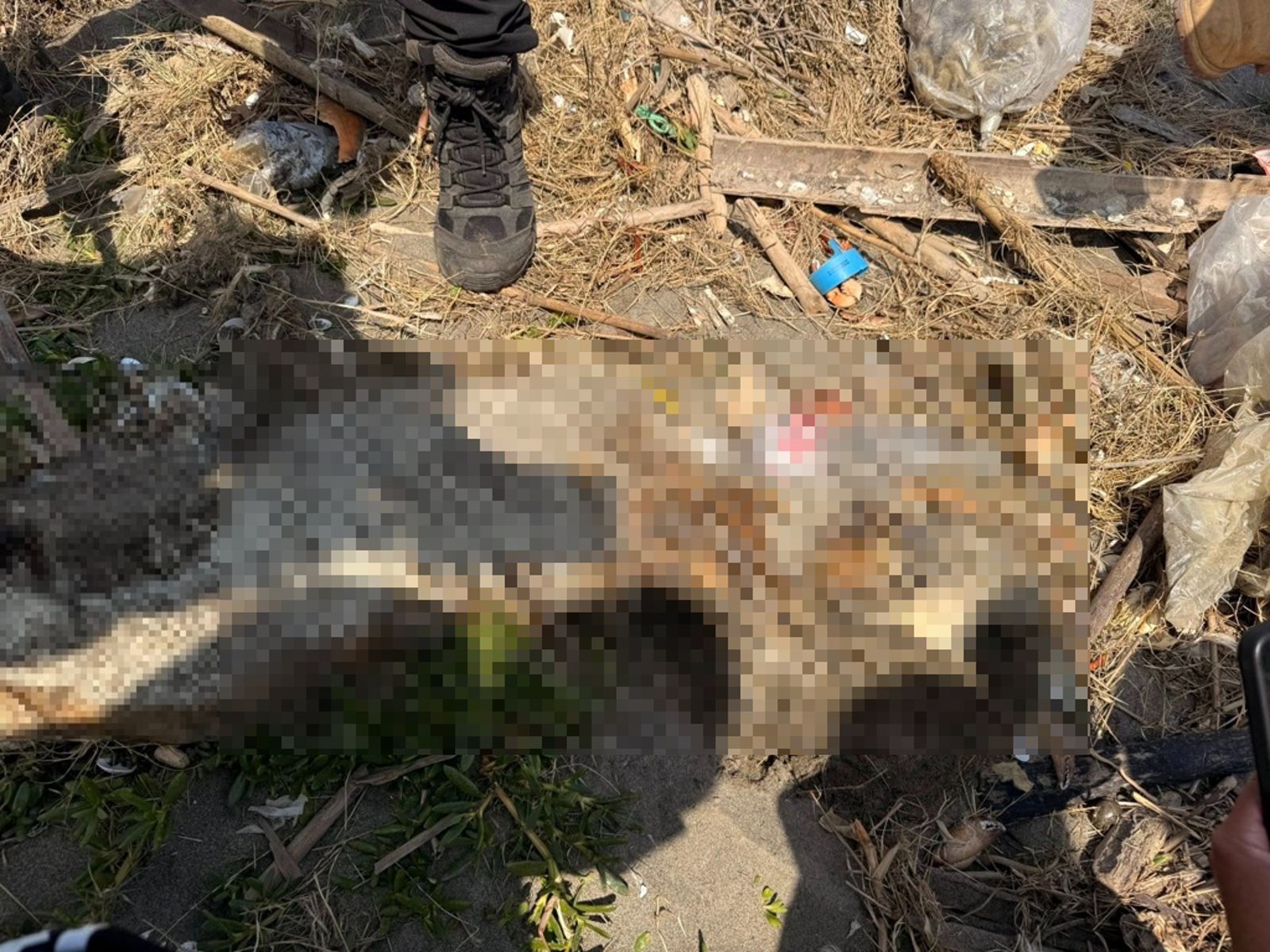 彰化受虐杜告犬「健康」疑找到了!出海口驚見白骨遺骸 愛爸慟:特徵95%吻合