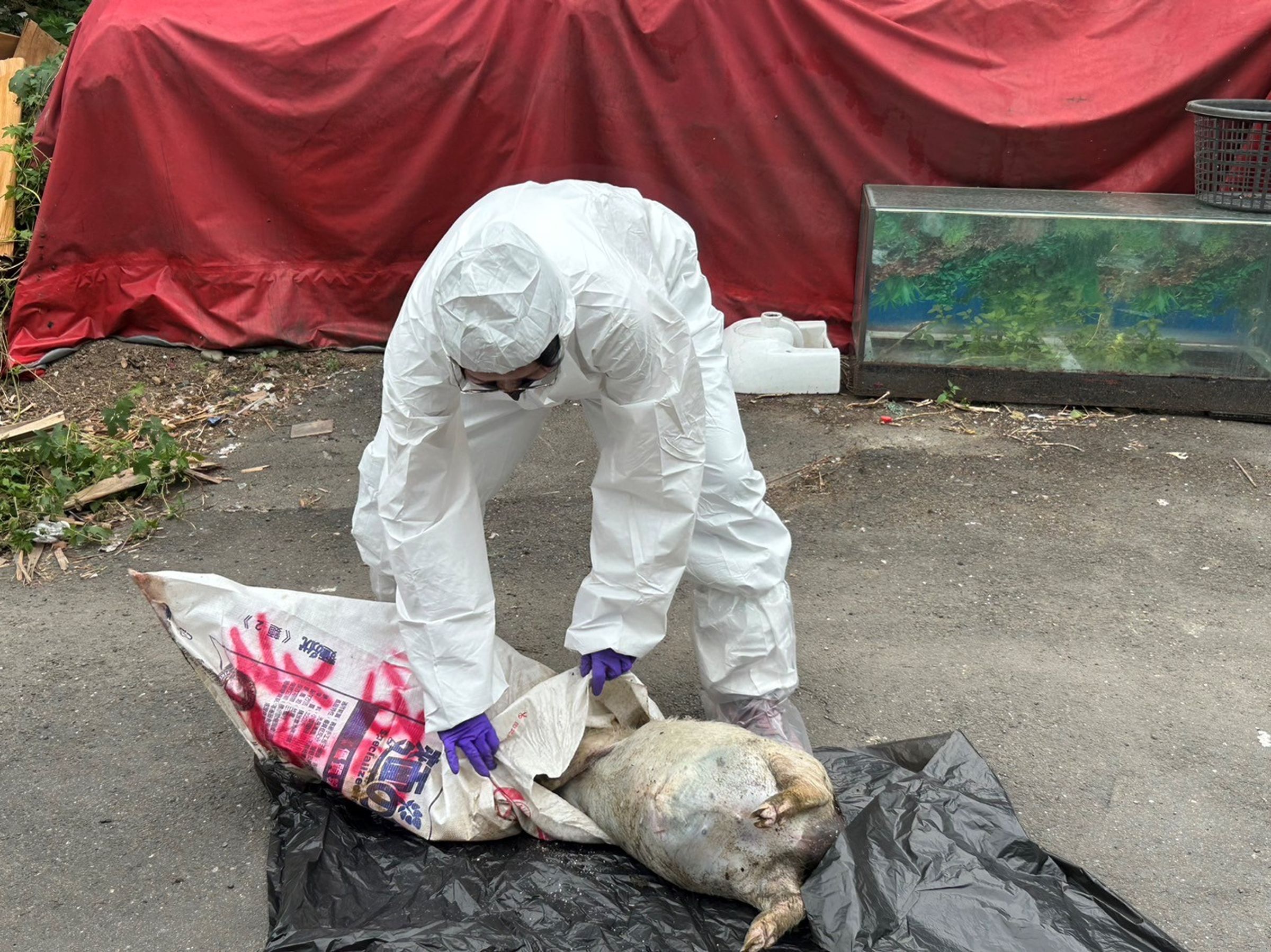 動保處獸醫師對棄置豬屍體進行防疫解剖。(新北動保處提供)