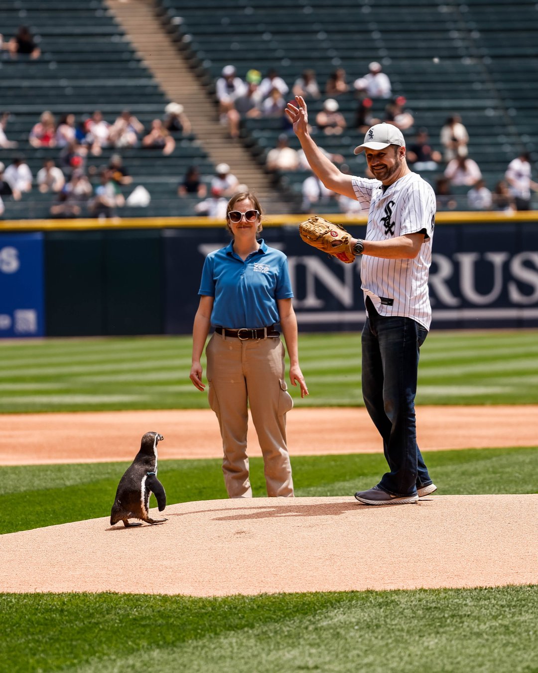 擔任開球嘉賓的企鵝順利登上投手丘。(翻攝X@whitesox)