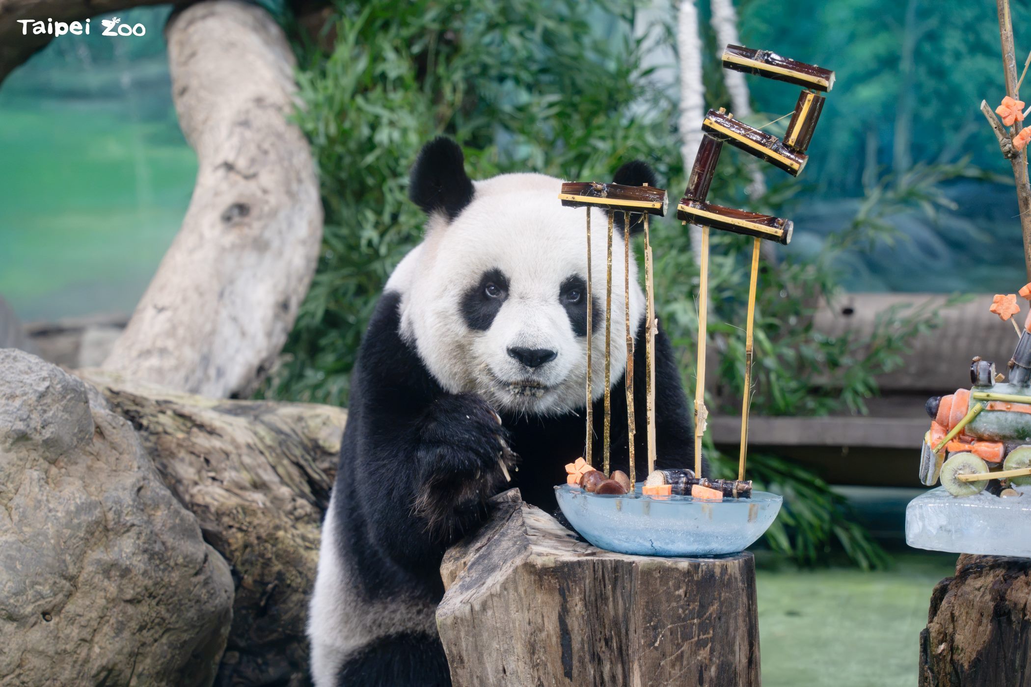 生日餐超豪華!大貓熊圓圓迎22歲 超萌蔬果列車開進動物園