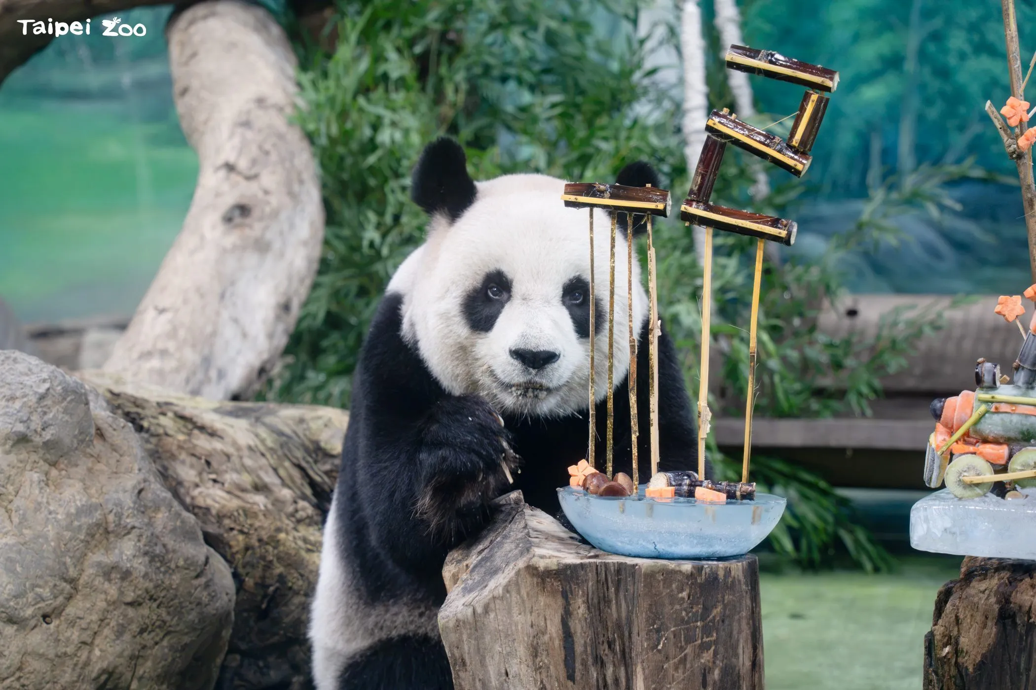大貓熊圓圓享用生日餐。（台北市立動物園提供）