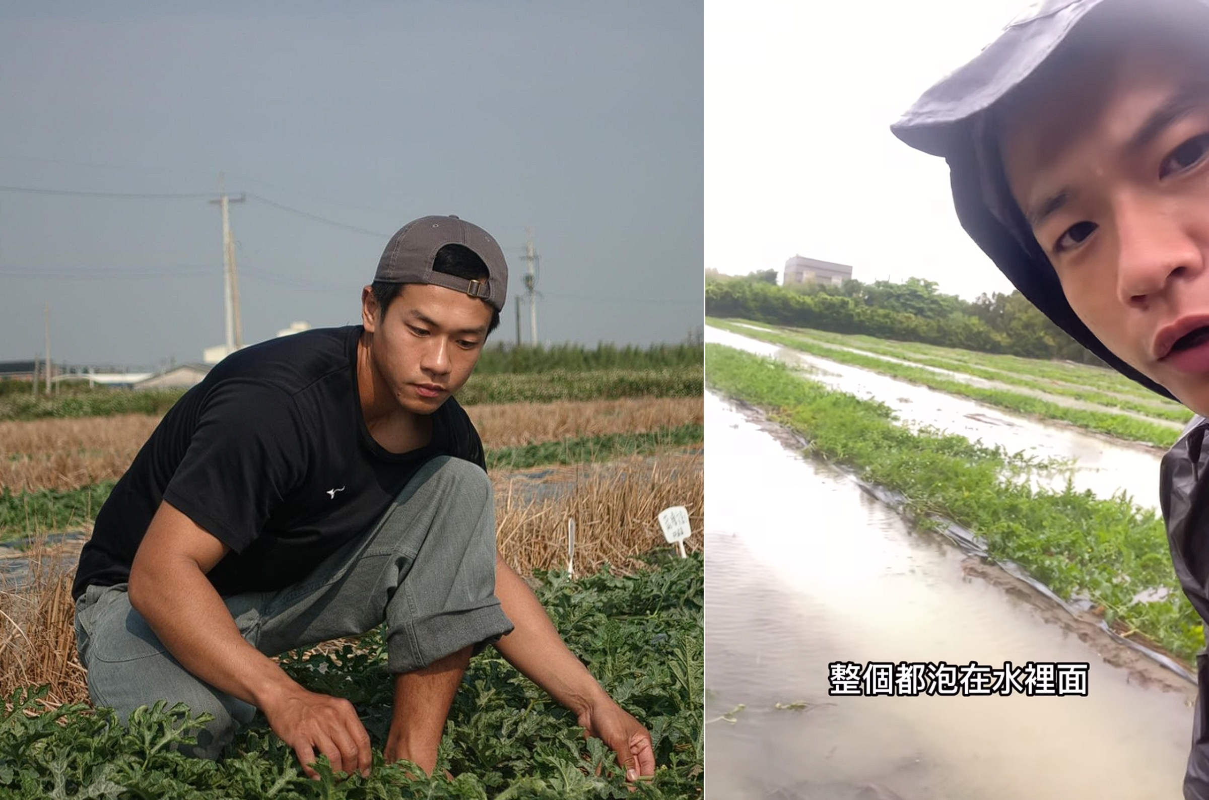 雲林青農柏賢分享自己的西瓜田在風災過後的情況,感嘆該做的都做了,還是難以避免心血全泡湯的結果。(翻攝自西部農場Instagram)