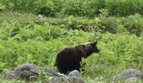 1名20多歲男子在登山途中疑似遭棕熊襲擊。示意圖（翻攝自@PrefHokkaido X）