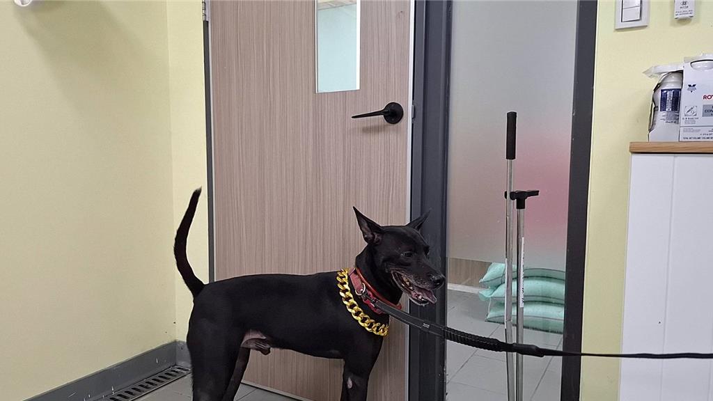 一名飼主違規讓黑狗在淡水老街展演，遭動保處開罰並沒入犬隻。（新北市動保處提供）