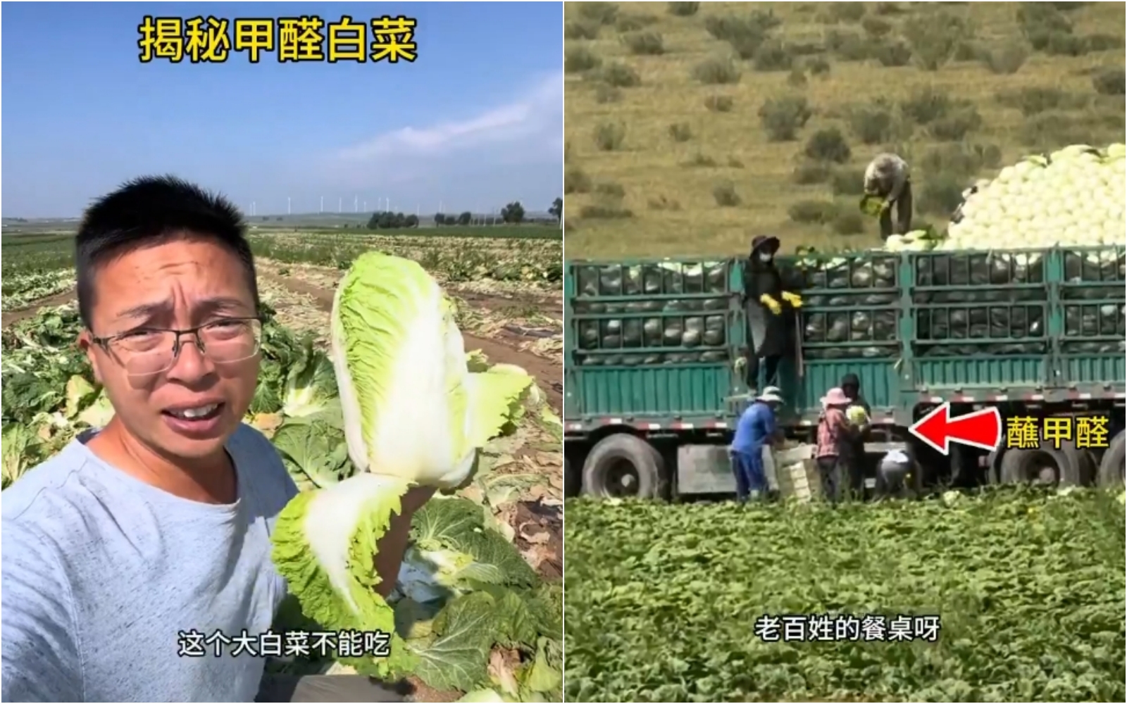河北被爆出有白菜業者在裝運過程中會將白菜蘸取甲醛溶液來保鮮。（翻攝自X）