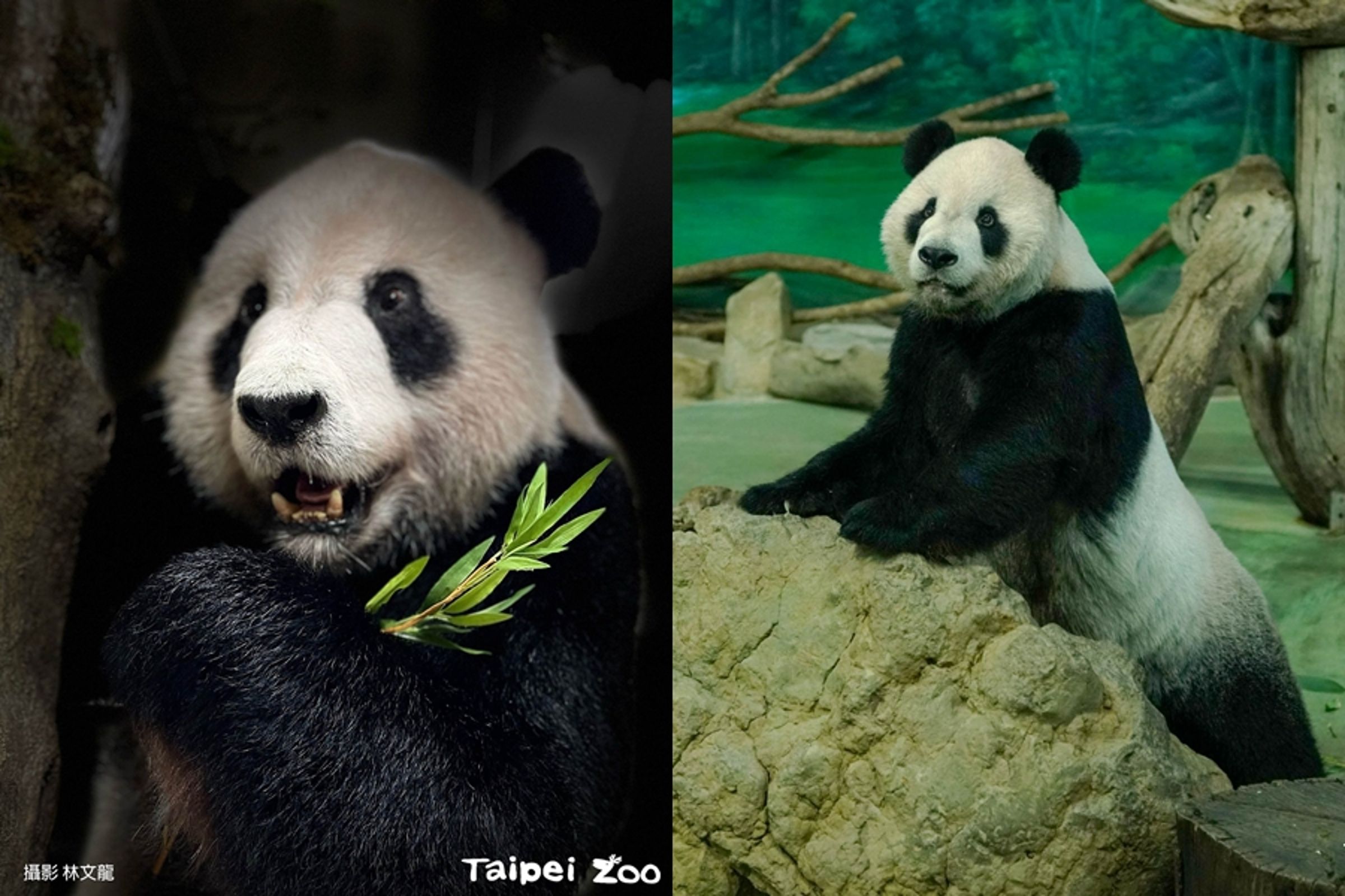 團團2022年過世後，歷時1年其標本（左圖）終於問世。（台北市立動物園提供）