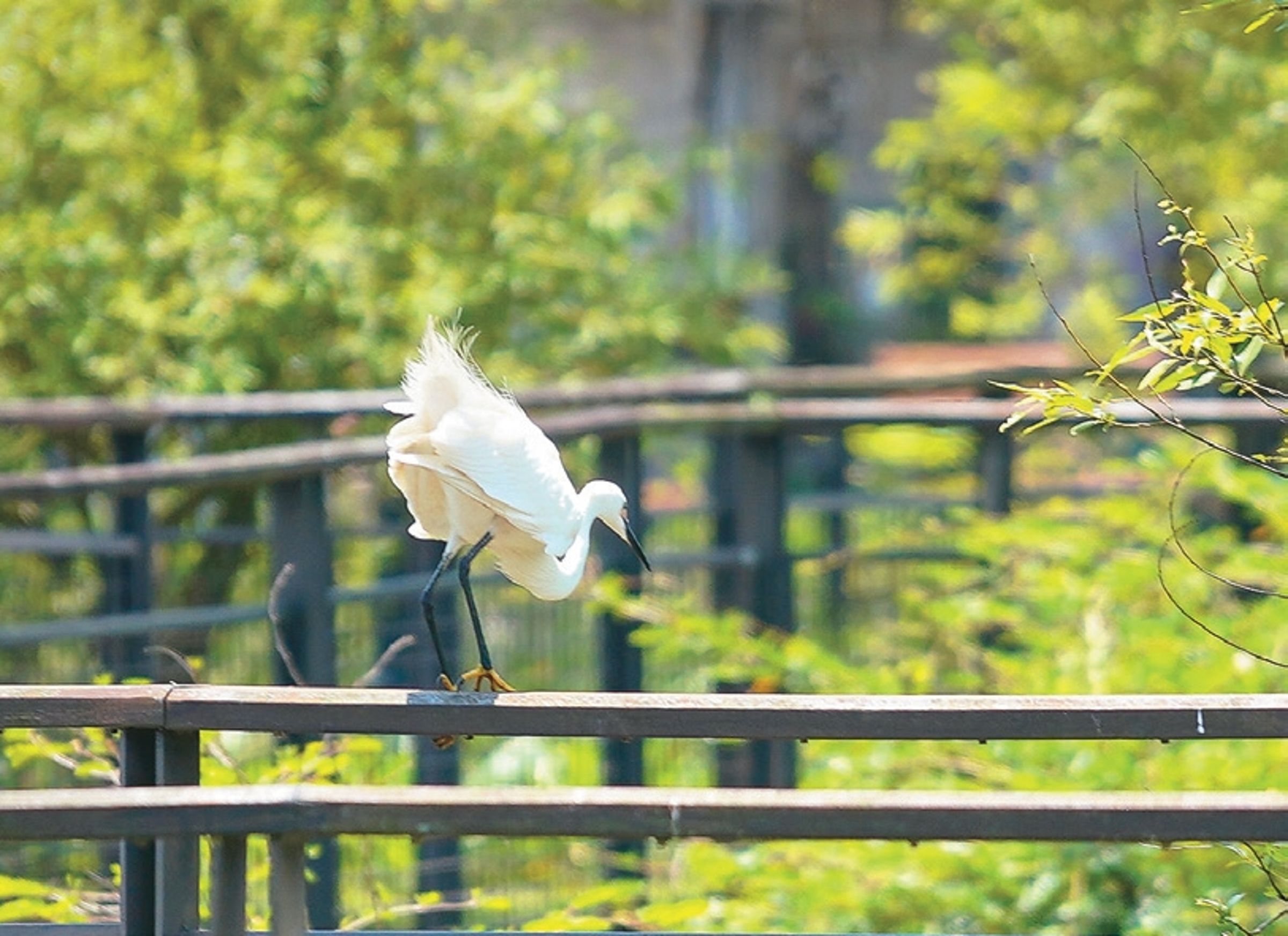 沿著新新公園的水上棧道漫步,可近距離觀察水鳥。(攝影/楊弘熙)