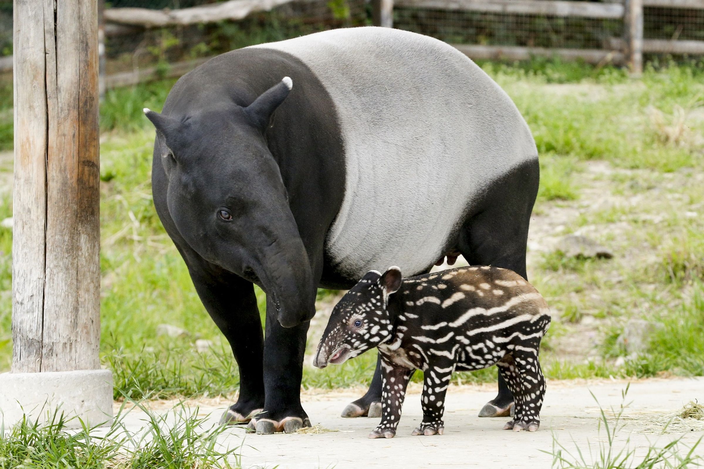 日本群馬野生動物園20日發生一起馬來貘咬傷21歲女飼育員的事件。(翻攝自Gunmasafari臉書)