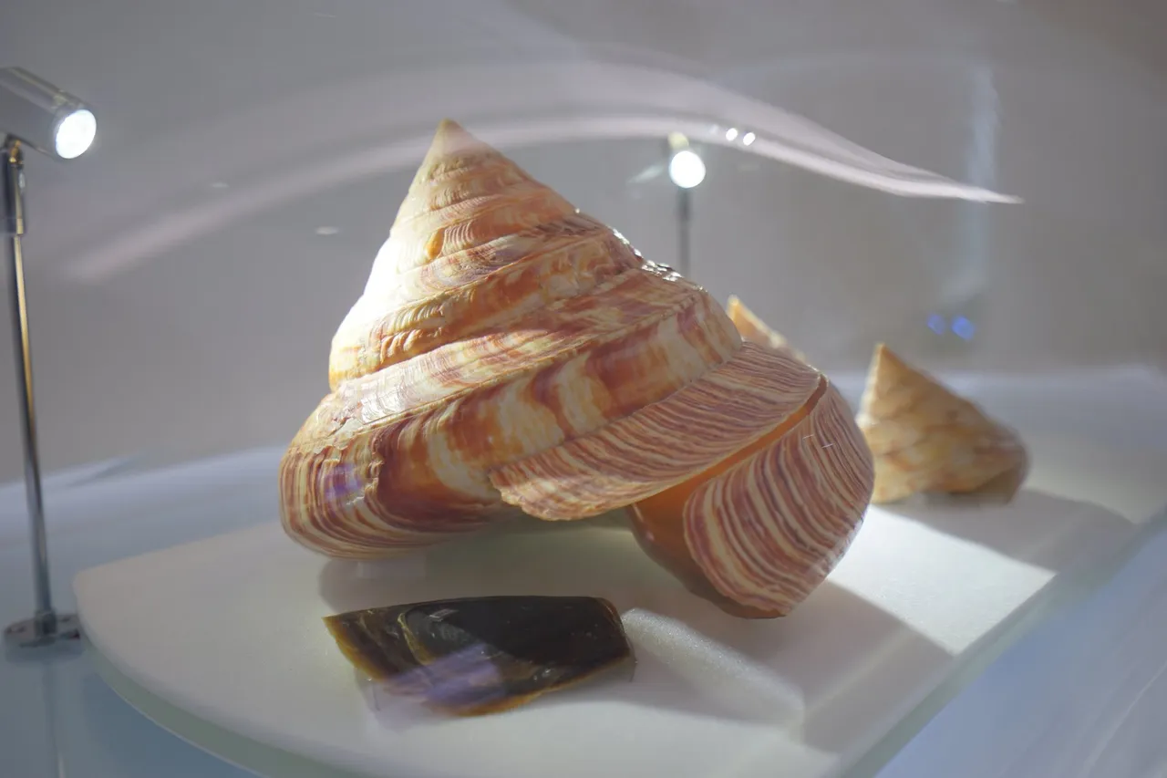 「龍宮翁戎螺」俗稱「龍宮貝」，是極為珍貴稀有的深海生物。（翻攝自台博館臉書）