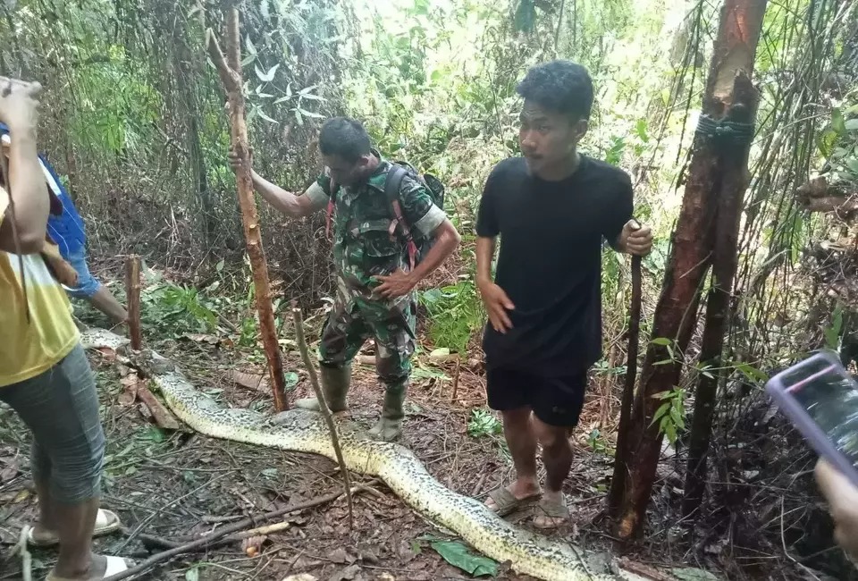 人妻突失蹤,竟遭蟒蛇活活纏死吃下肚!震撼影片曝光。(翻自beritasatu.com)