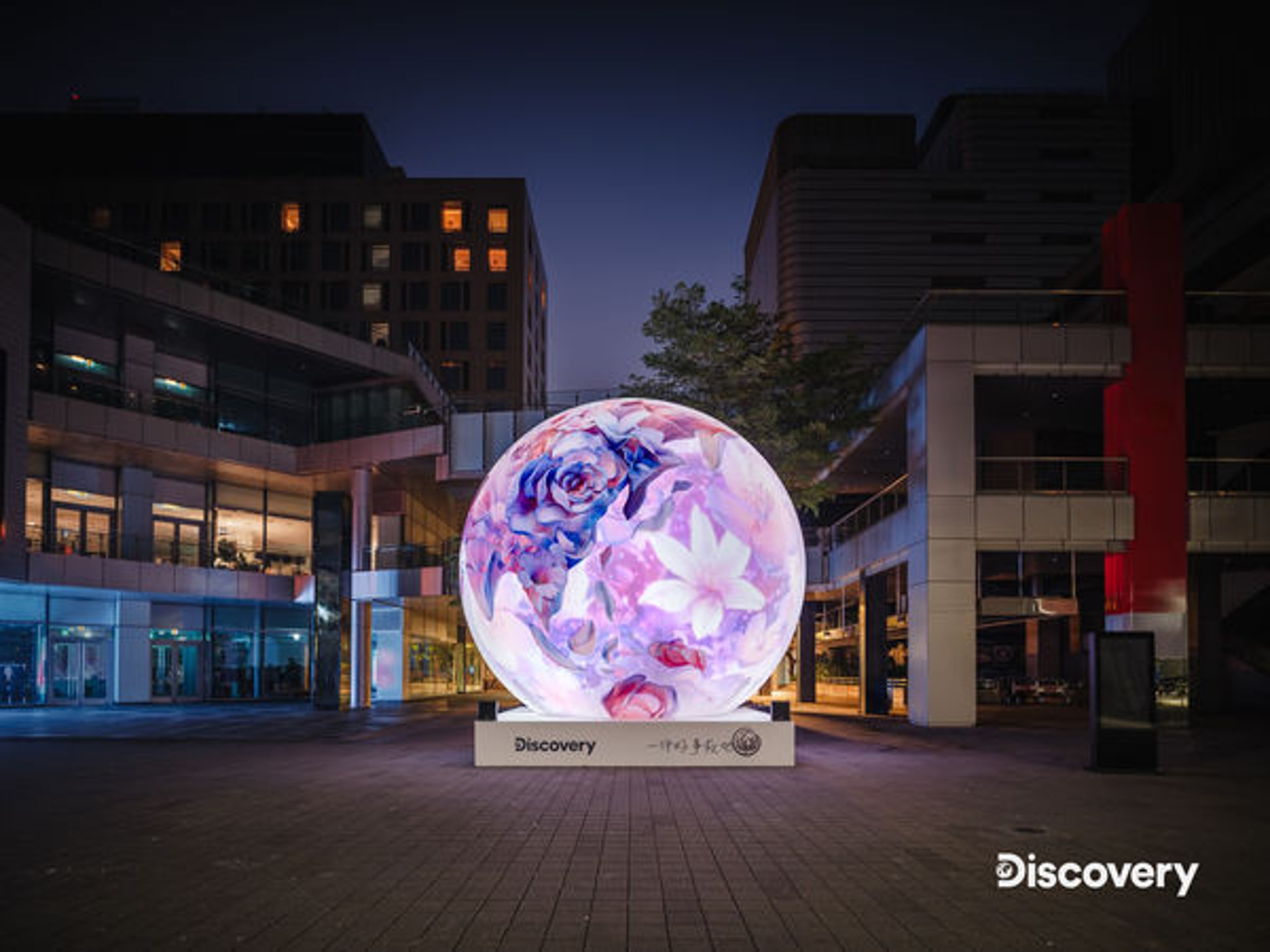 美麗花朵在暖化的地球上仍奮力綻放。（Discovery提供）