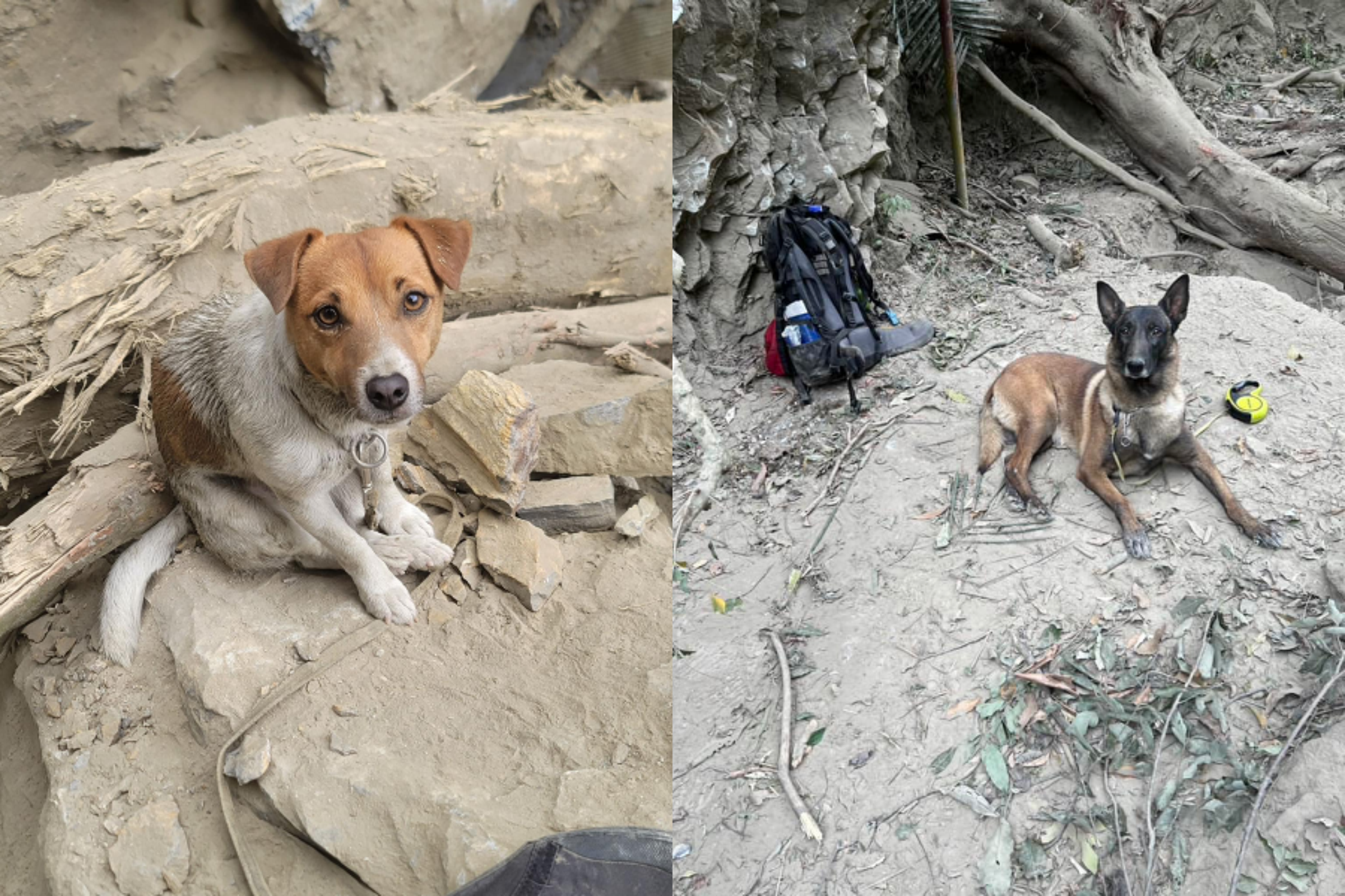 花蓮的搜救犬Wilson(左)與高雄的搜救犬傳八(右)都參與了這次地震賑災工作。(翻攝自花蓮搜救犬隊~whf犬客、搜救犬「羅傑計劃」臉書)