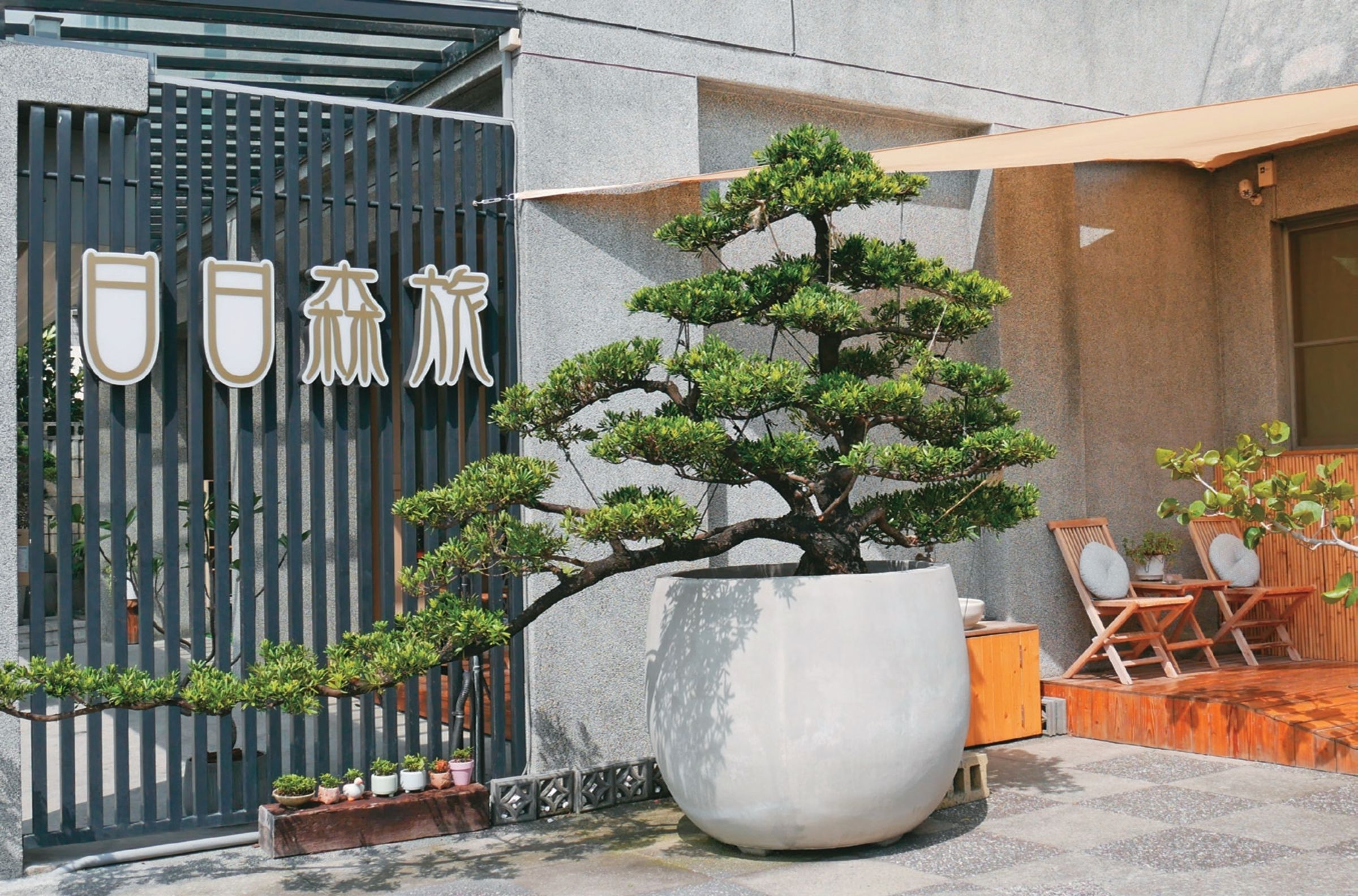 民宿門口巨大的羅漢松是由陳璽安從老家移植過來的。