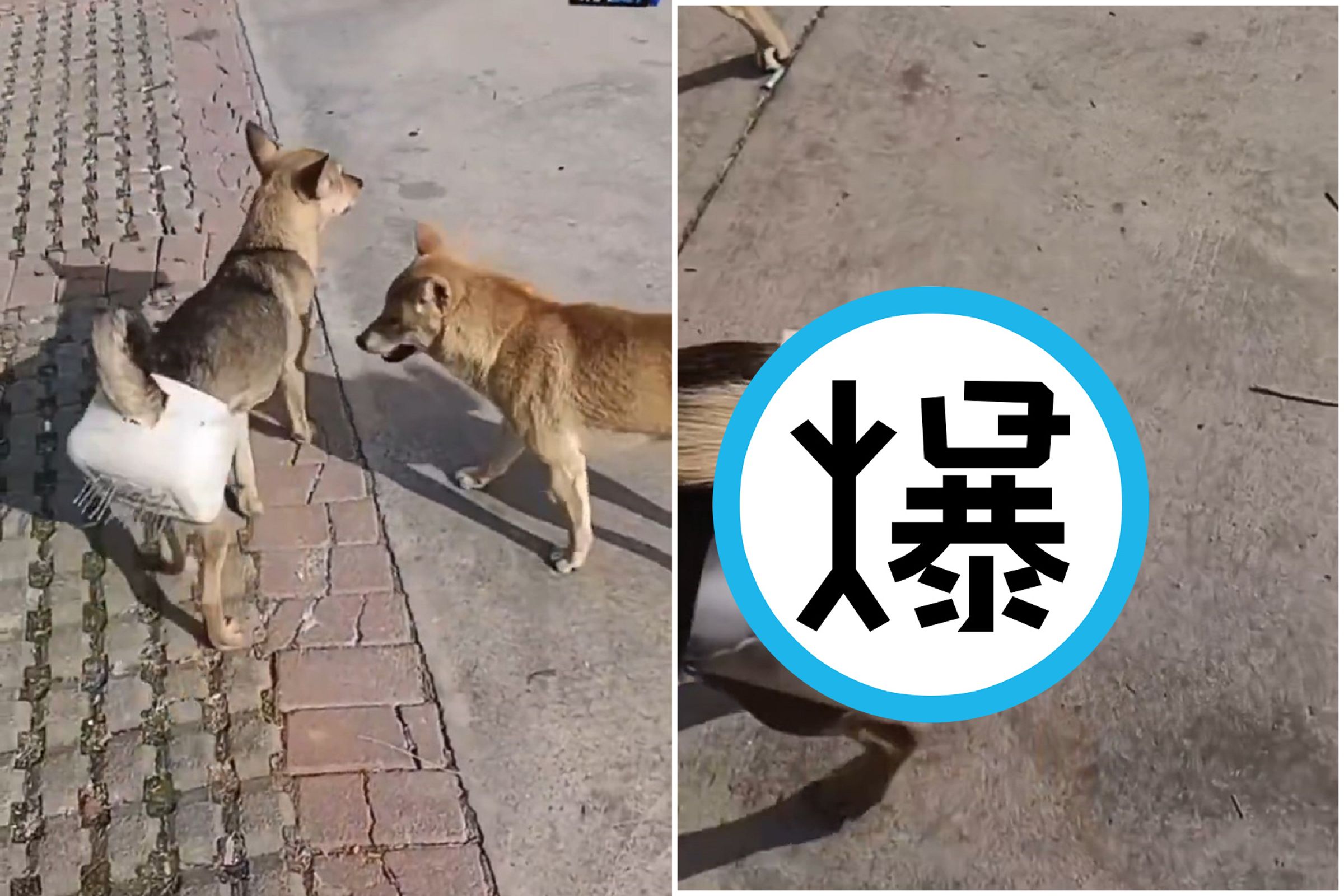 這狗狗「貞操帶」太狂了!誰敢硬上,下體馬上「萬針爆菊」直達酷刑地獄。(翻自X平台)