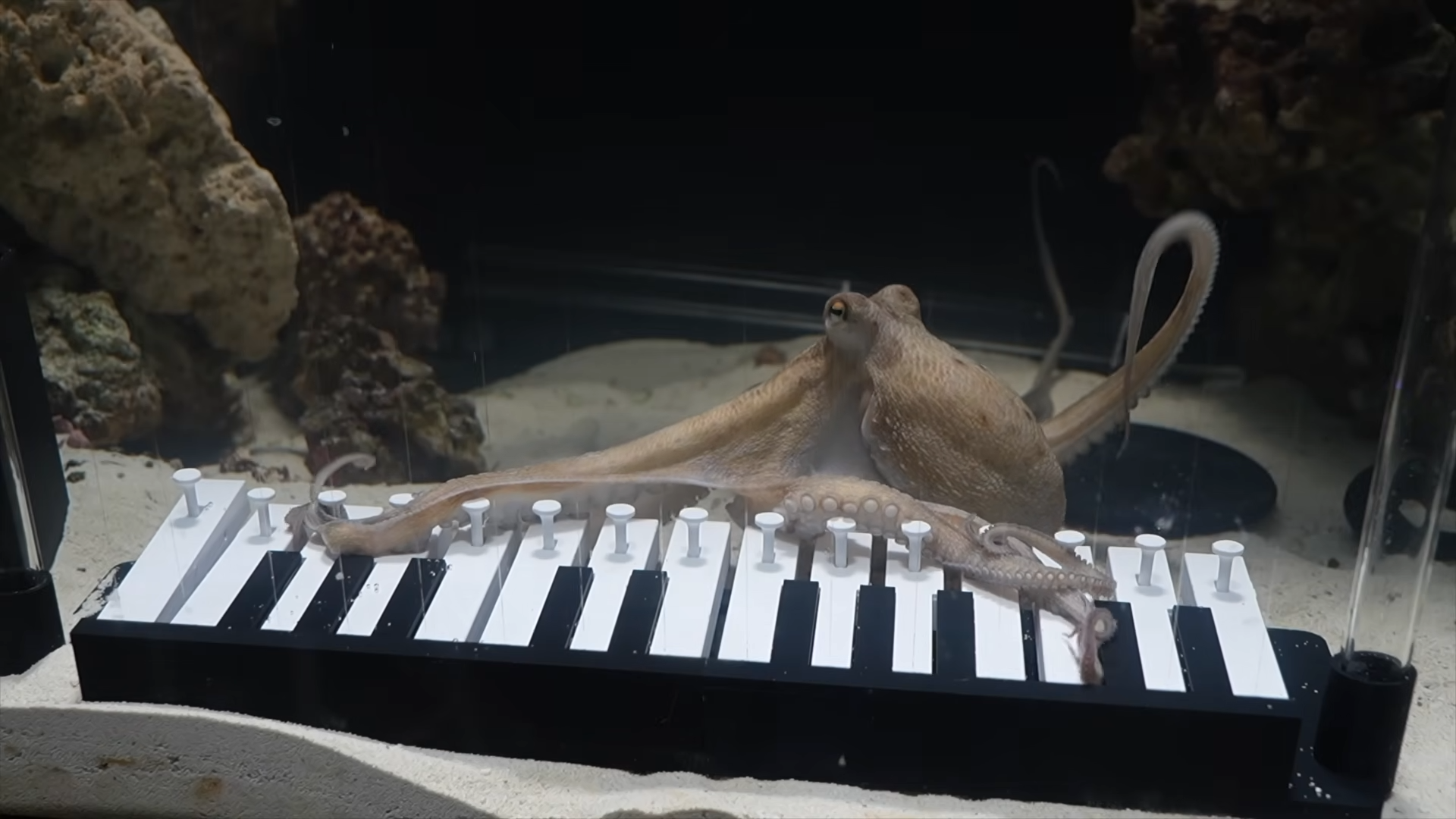 章魚燒趴在特製鍵盤上，用觸手按下琴鍵。（翻攝Mattias Krantz YouTube頻道）