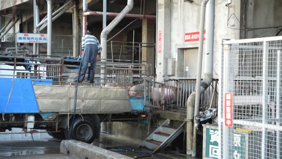 台中近期爆發非洲豬瘟事件。 (翻攝自市府官網)