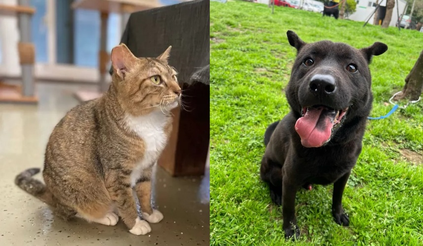 桃園動保處歡迎飼主帶毛孩回「娘家」免費健檢、施打疫苗！（動保處提供）