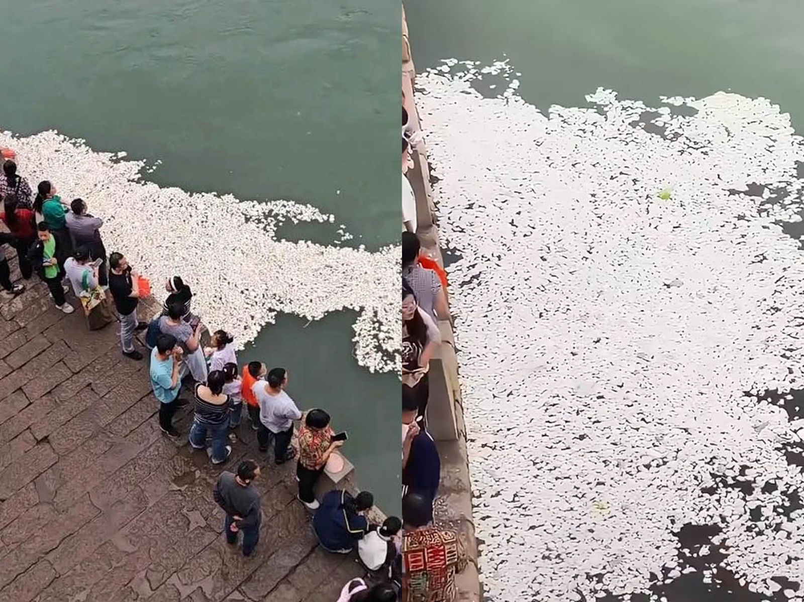 遊客狂買饅頭餵魚!四川宜賓江面「白花花一片」 居民傻眼:魚都快吃吐了