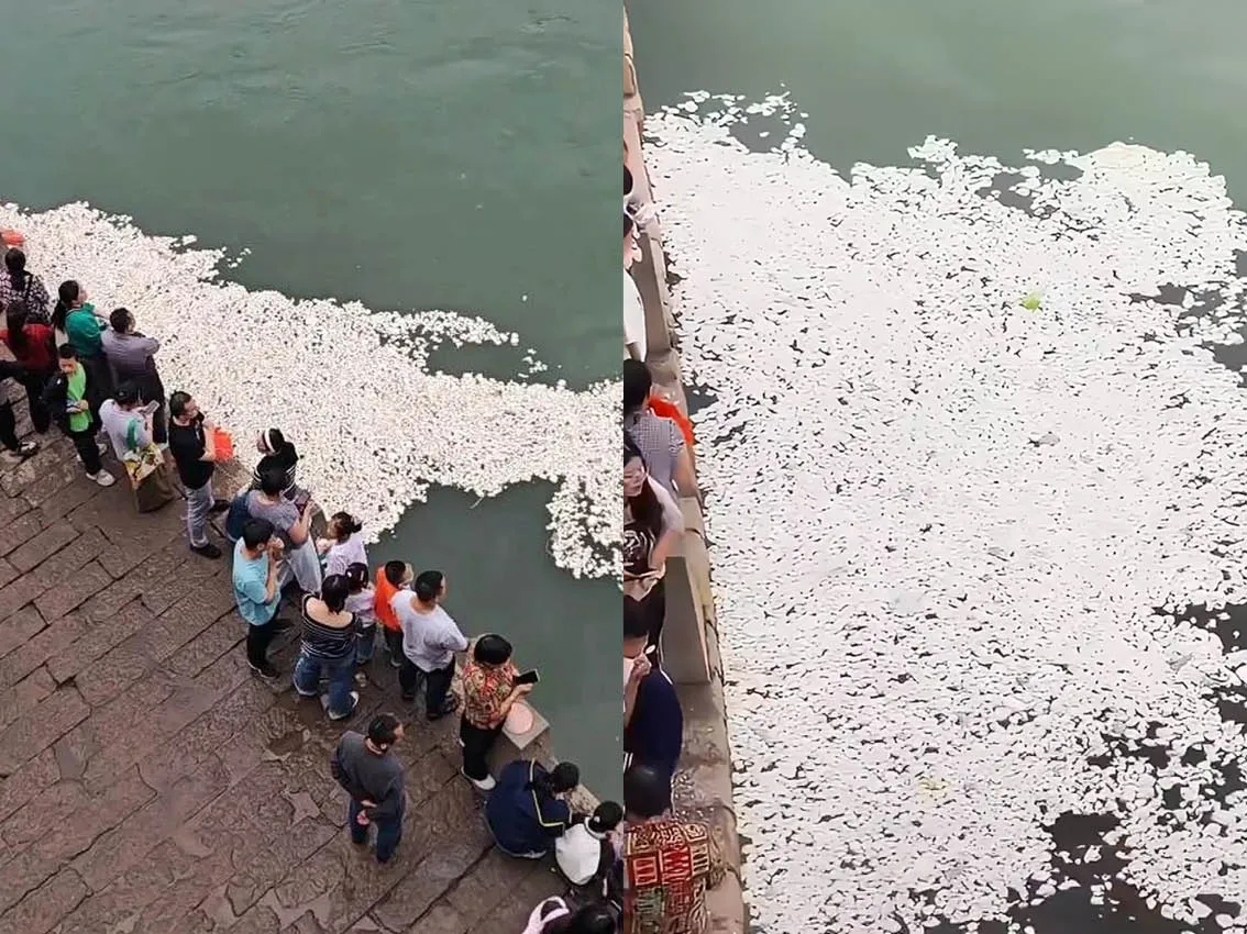 遊客狂買饅頭餵魚！四川宜賓江面「白花花一片」　居民傻眼：魚都快吃吐了