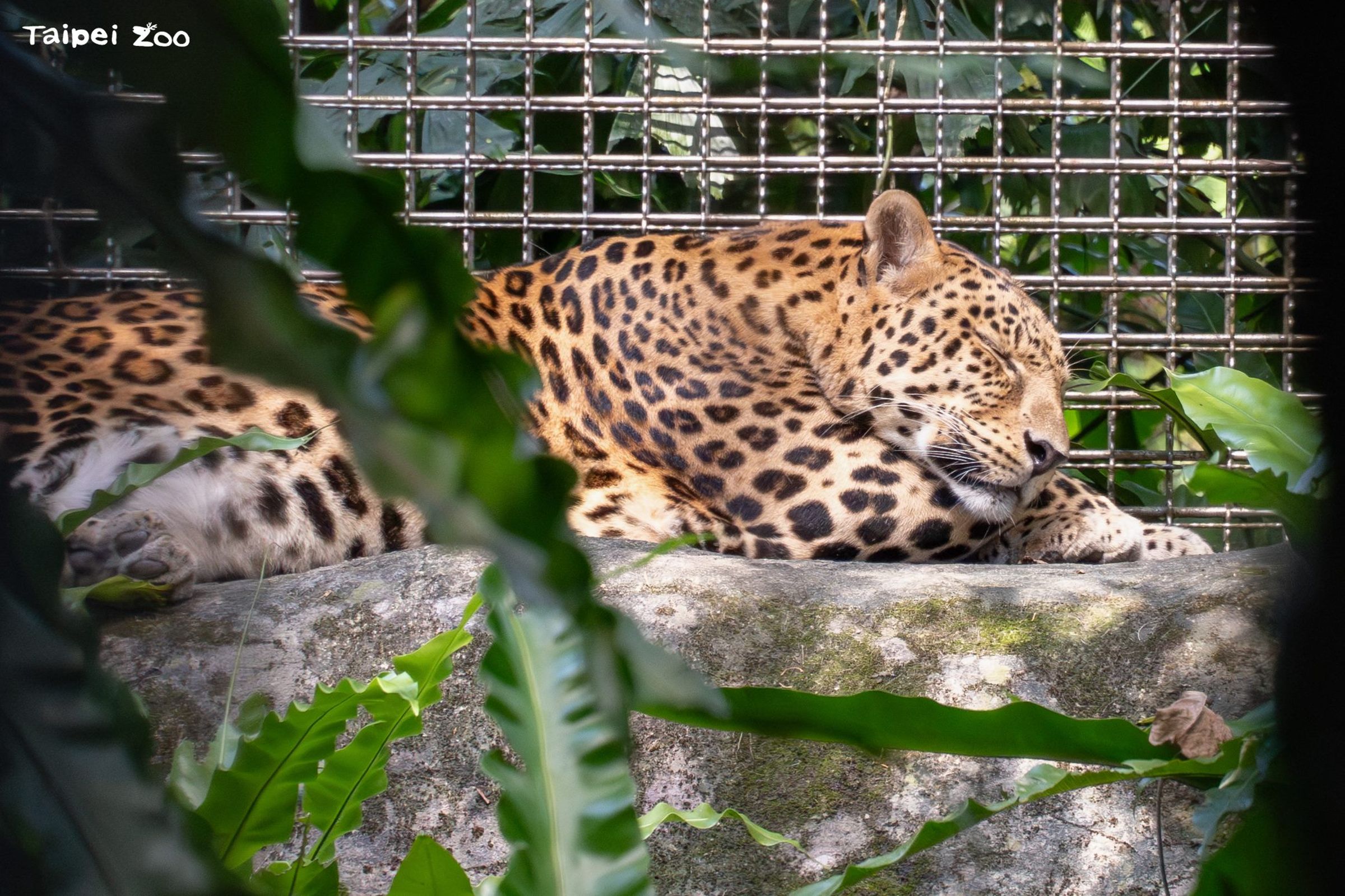 花郎趴著曬太陽。（台北市立動物園提供）
