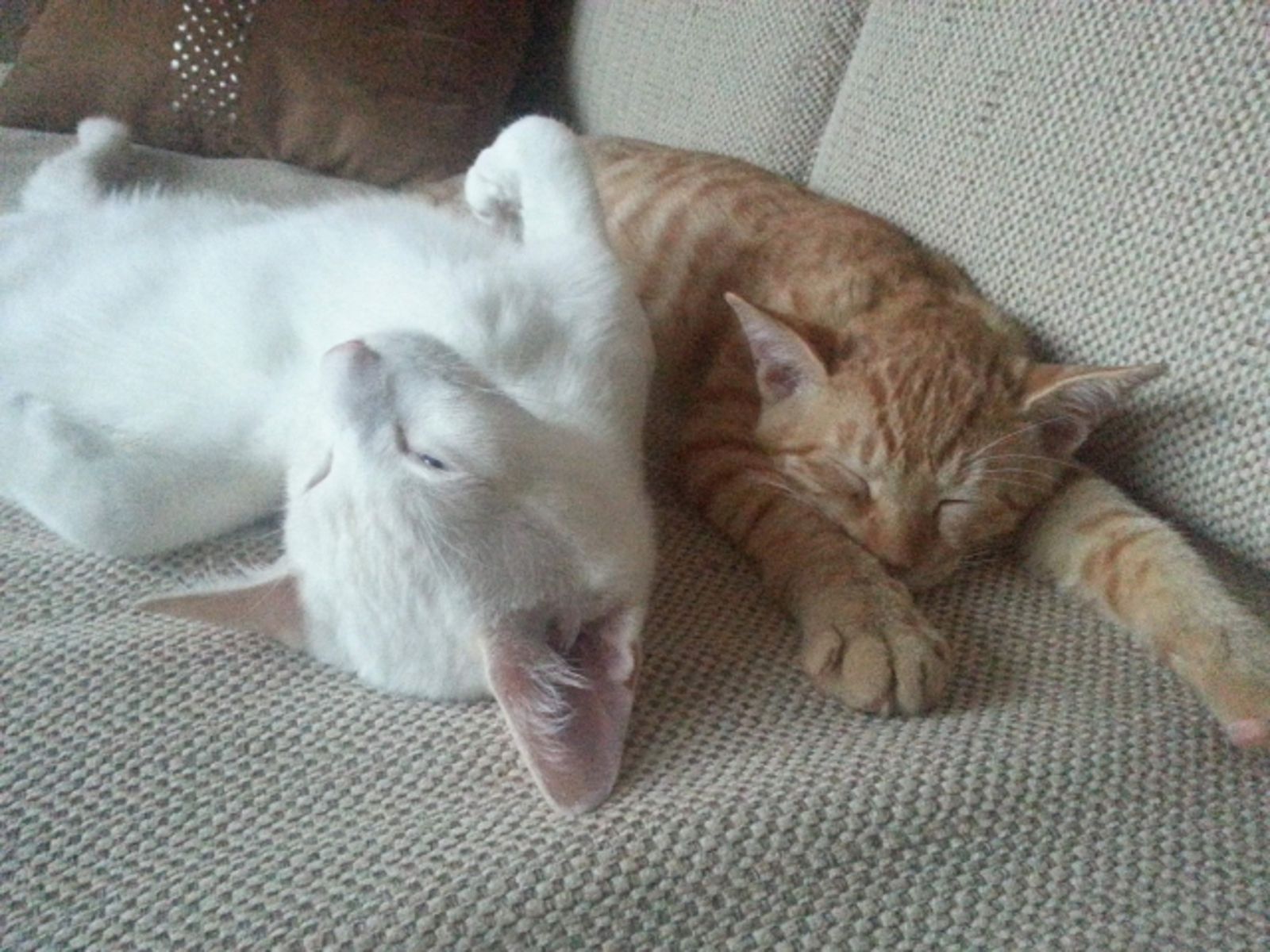 與毛孩同吃同睡「1原因遭寄生蟲鑽眼」 14歲少年拖1年就醫視力剩0.02